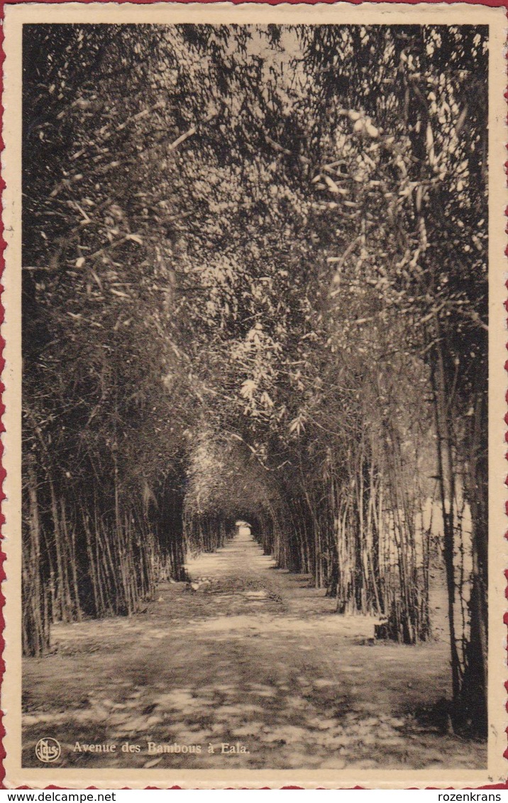 Belgisch Congo Belge Avenue Des Bambous A Eala Afrique Africa Timbre 15 Ct Centimes - Lettres & Documents