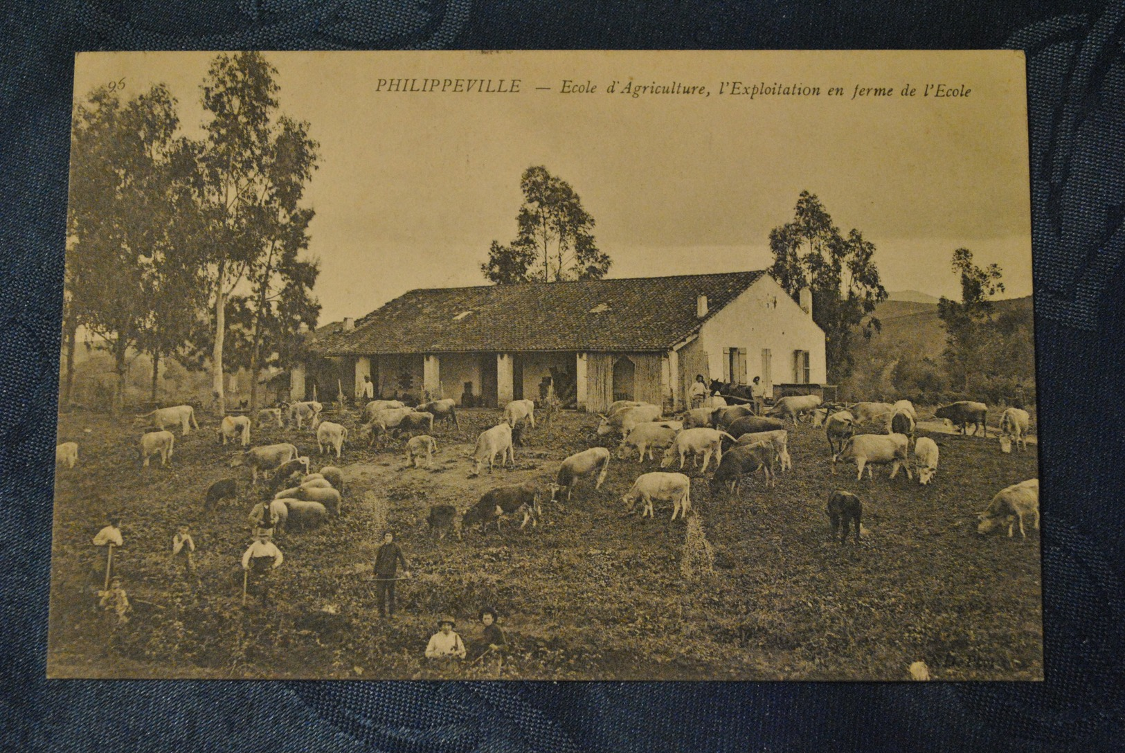 Algerie Philippeville Ecole D Agriculture L Exploitation En Ferme De L Ecole - Autres & Non Classés