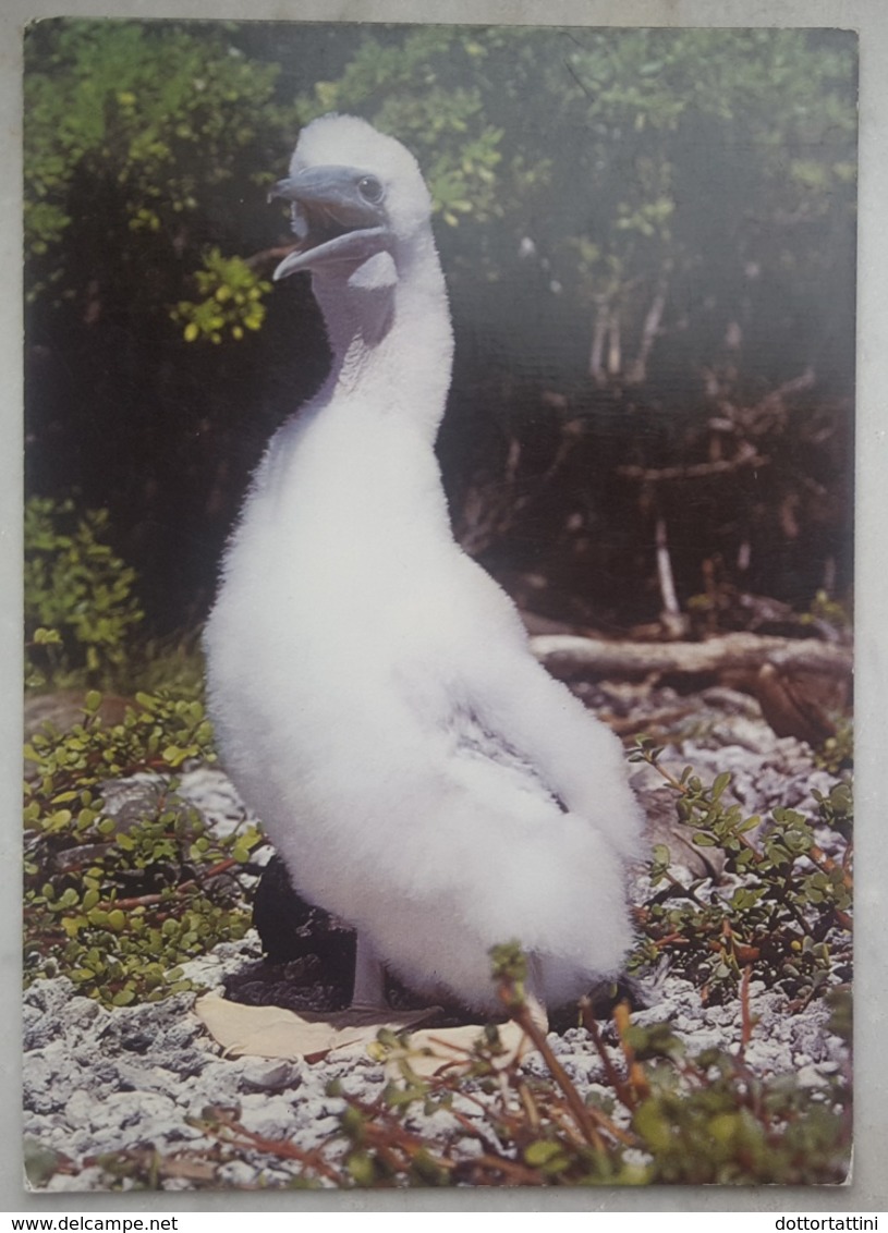 SULA WEBSTERI - TOLPEL - FOU A PIEDS ROUGES - BOOBY - Seabird  Nv - Uccelli