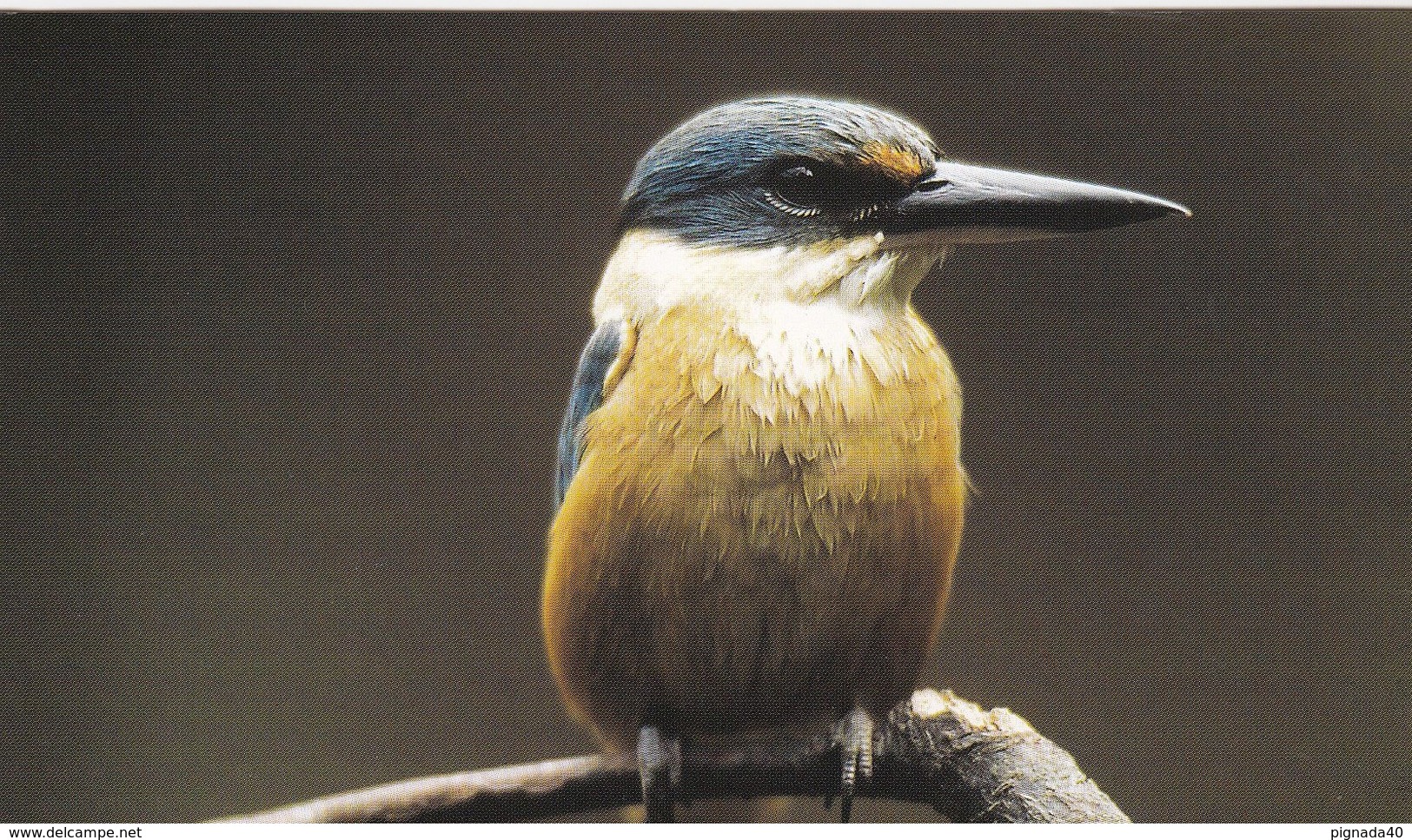 Cp , ANIMAUX , Martin-chasseur Sacré     WWWF VOIR DESCRIPTION ET SCANNE - Birds