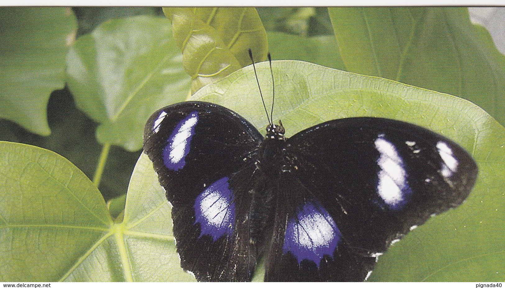 Cp , ANIMAUX , Nymphale Bolina    WWWF - Butterflies