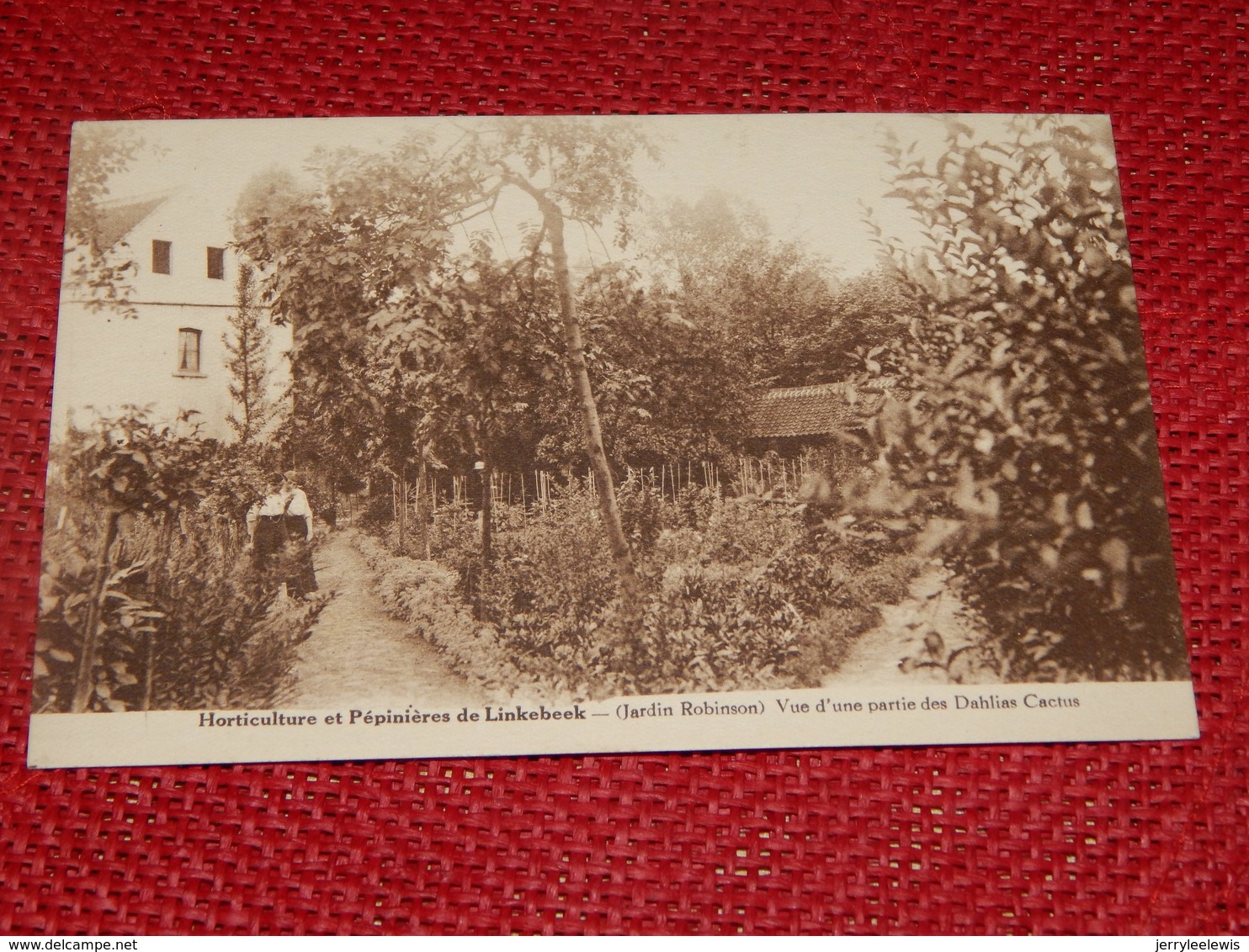 LINKEBEEK  -  Horticulture Et Pépinières - Jardin Robinson - Vue D'une Partie Des Dahlias Cactus - Linkebeek