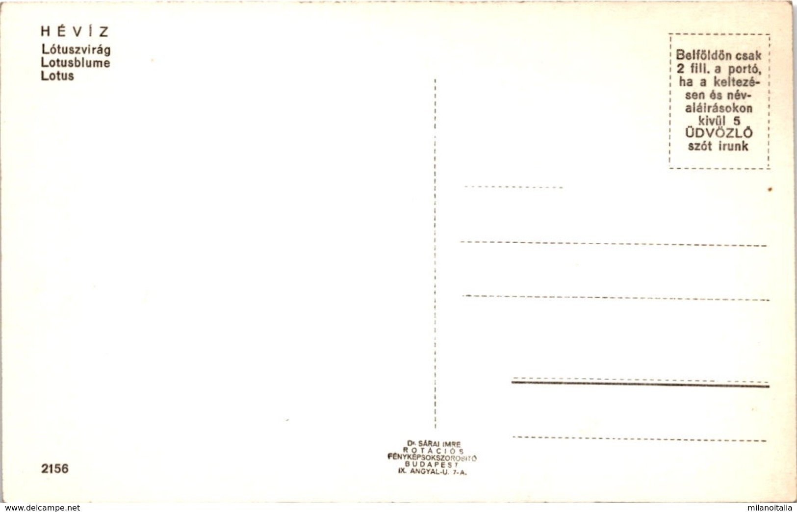 Hévíz - Lotusblume (2156) - Ungarn