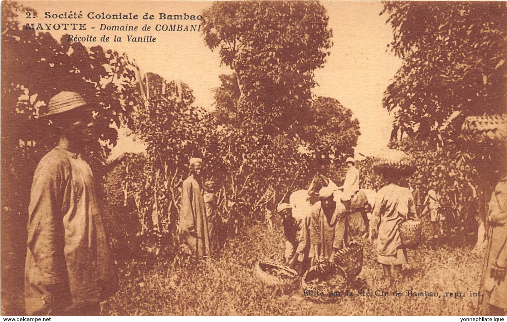 Mayotte / 16 - Domaine De Combani - Récolte De La Vanille - Mayotte