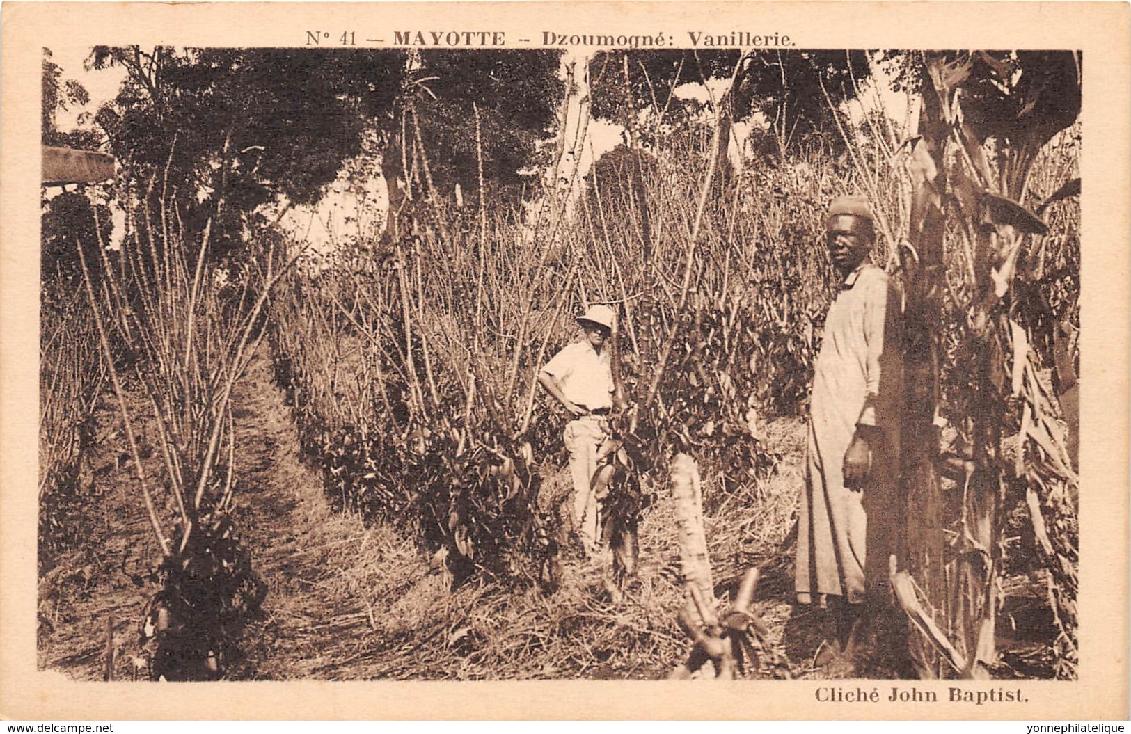 Mayotte / 29 - Dzoumogné - Vanillerie - Mayotte