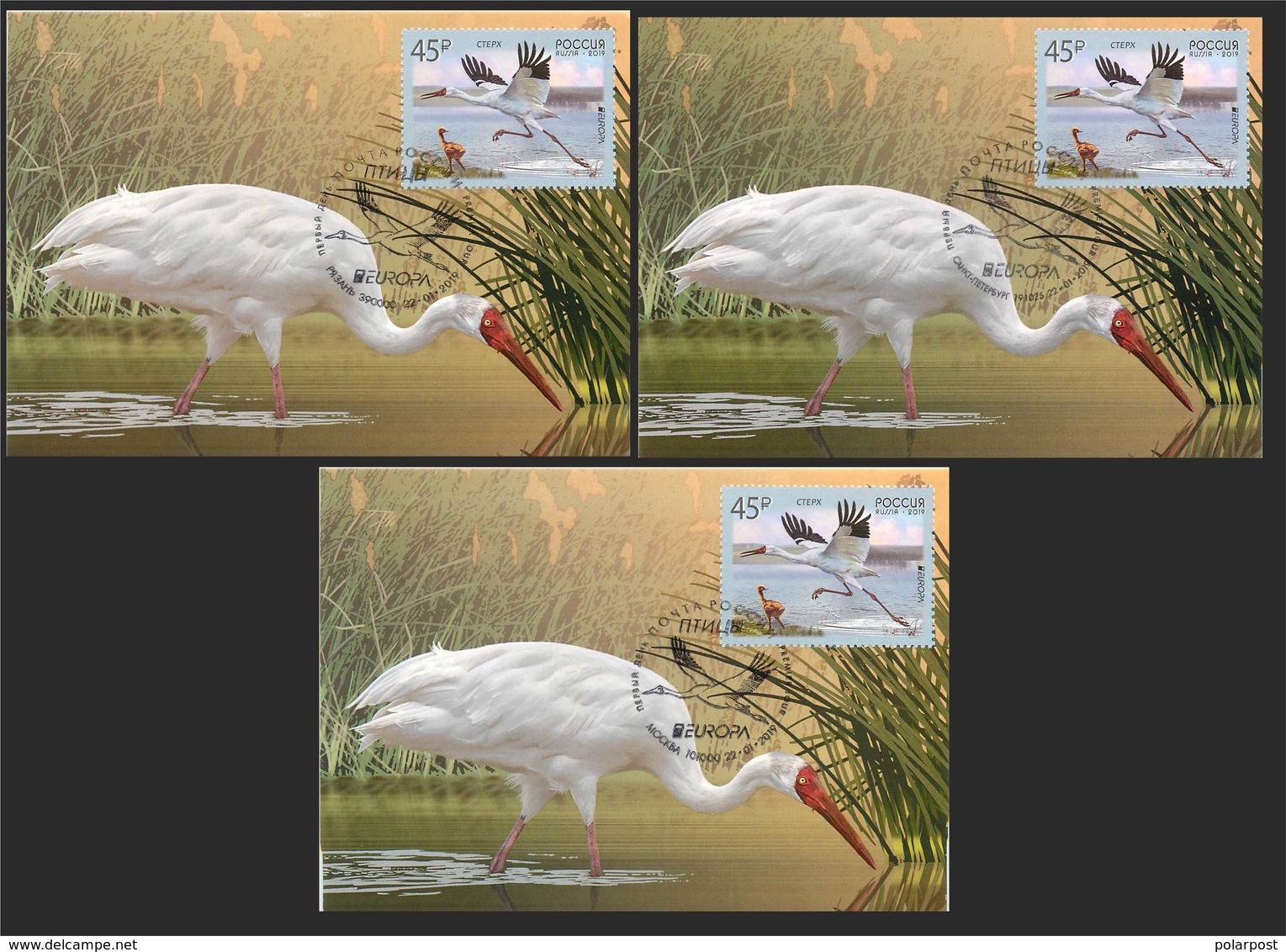 RUSSIA 2019 2436. "Europe" Program Issues. Birds. Siberian Cranes (POST OFFICE: Moscow, Ryazan, St. Petersburg) - Storks & Long-legged Wading Birds