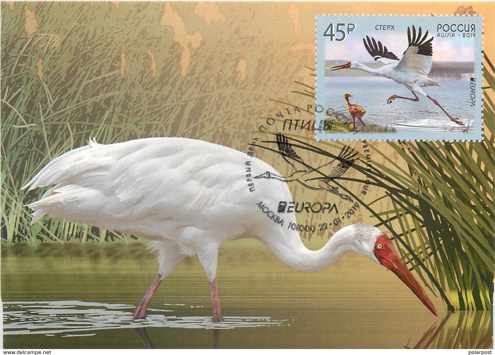 RUSSIA 2019 2436. "Europe" Program Issues. Birds. Siberian Cranes (POST OFFICE: Moscow, Ryazan, St. Petersburg) - Storks & Long-legged Wading Birds