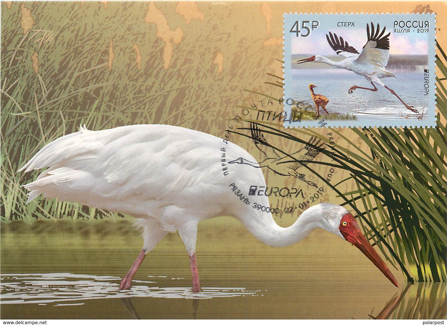 RUSSIA 2019 2436. "Europe" Program Issues. Birds. Siberian Cranes (POST OFFICE: Moscow, Ryazan, St. Petersburg) - Storks & Long-legged Wading Birds