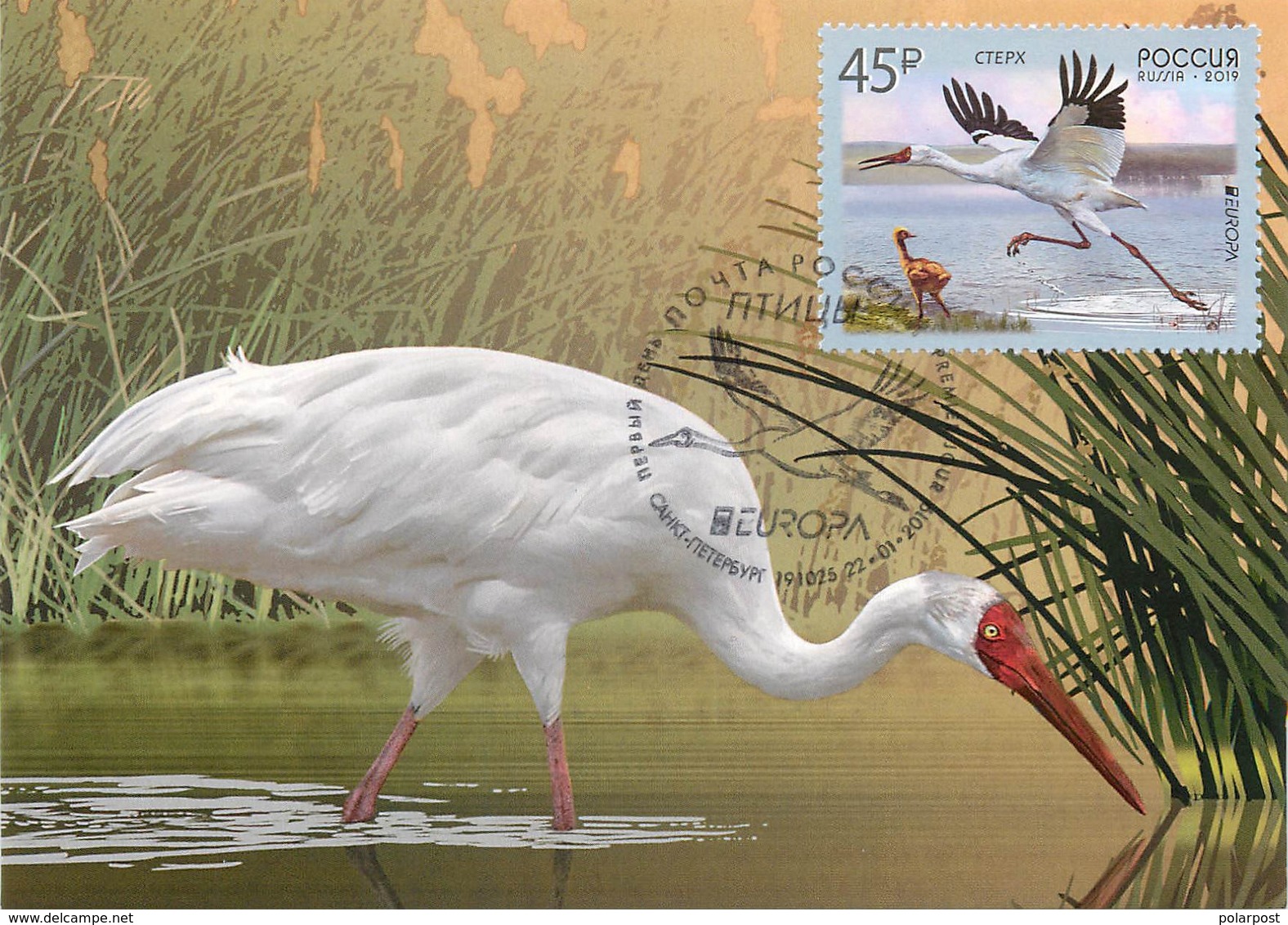 RUSSIA 2019 2436. "Europe" Program Issues. Birds. Siberian Cranes (POST OFFICE: Moscow, Ryazan, St. Petersburg) - Storks & Long-legged Wading Birds