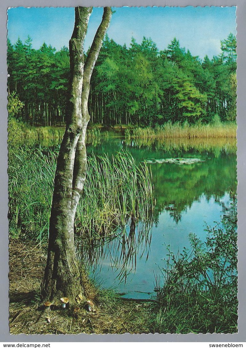 NL.- BOMEN. Paddenstoelen. Riet. - Bomen