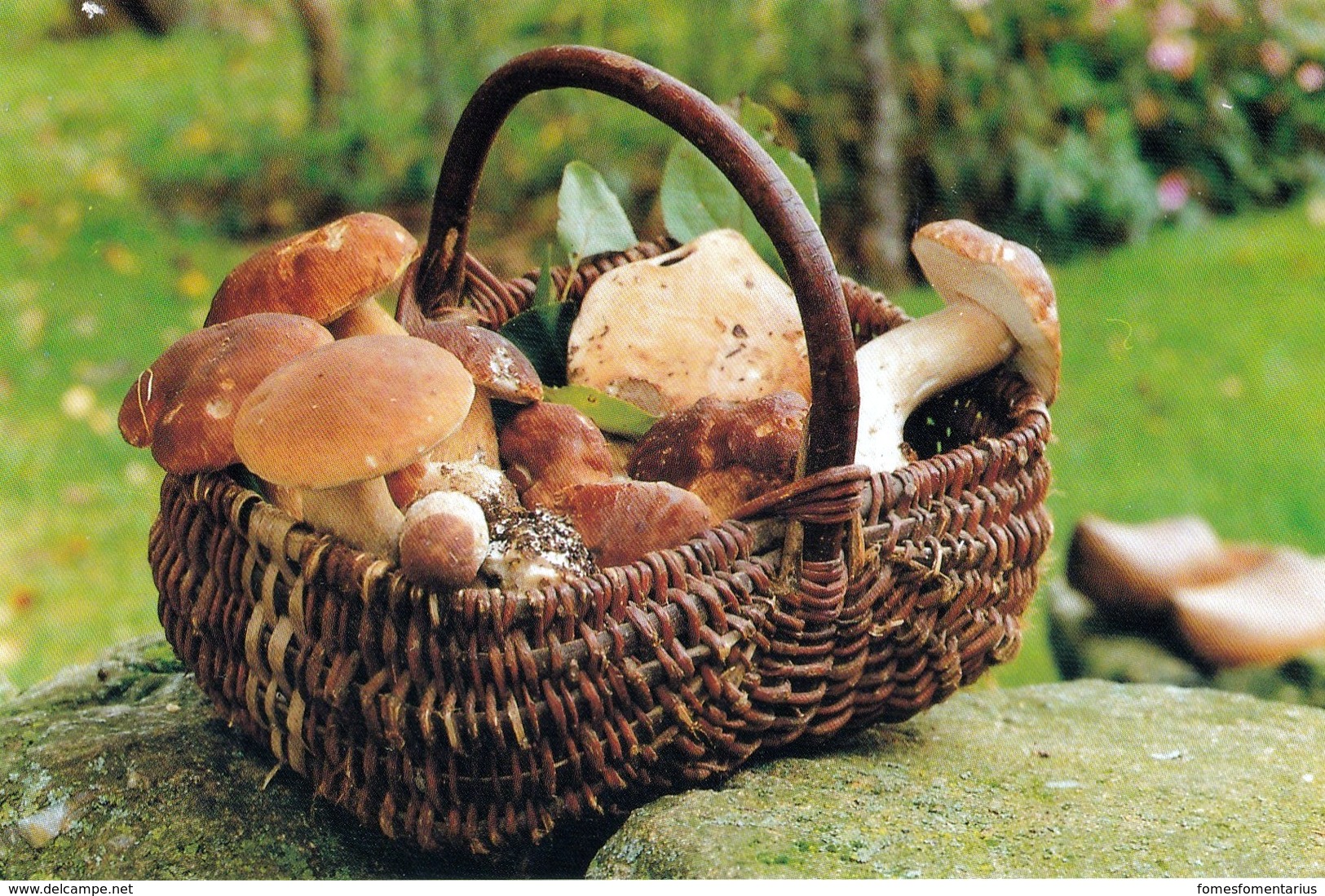 Carte Postale Champignon , Panier De Cèpes ( Photo Debaisieux) - Champignons