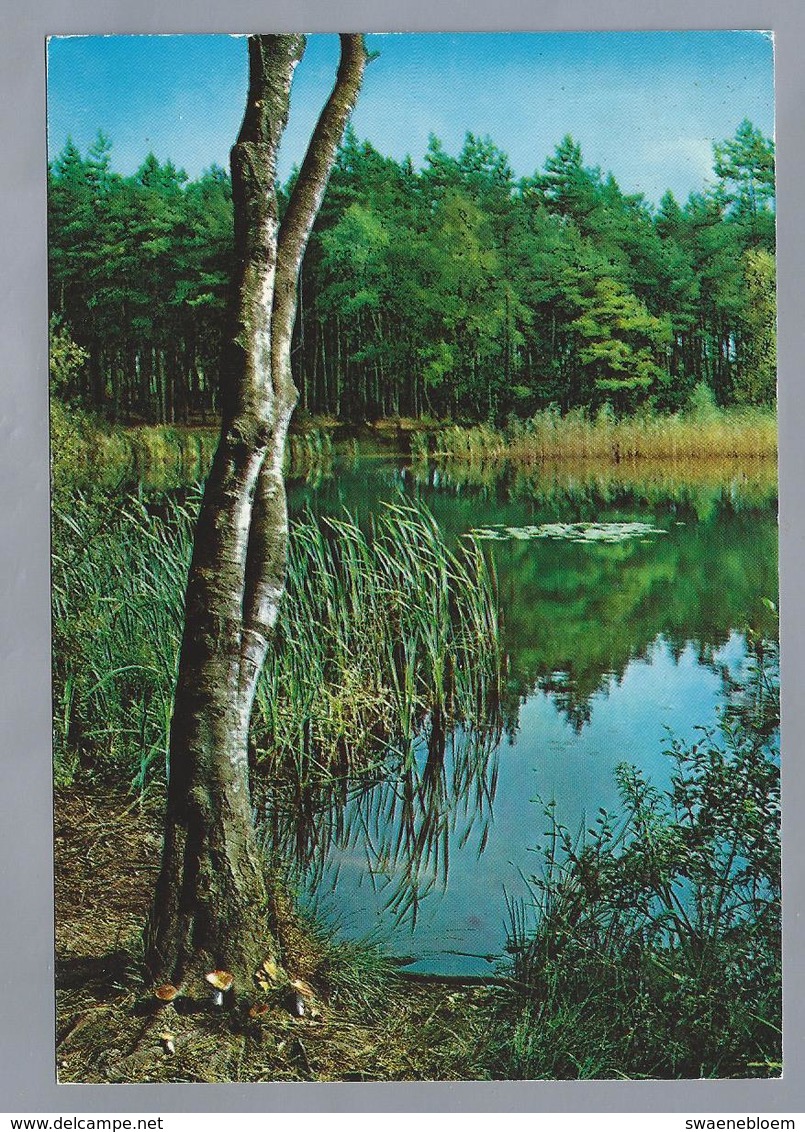 NL.- NUNSPEET. Boom. Bomen. Paddenstoelen. Riet. - Arbres