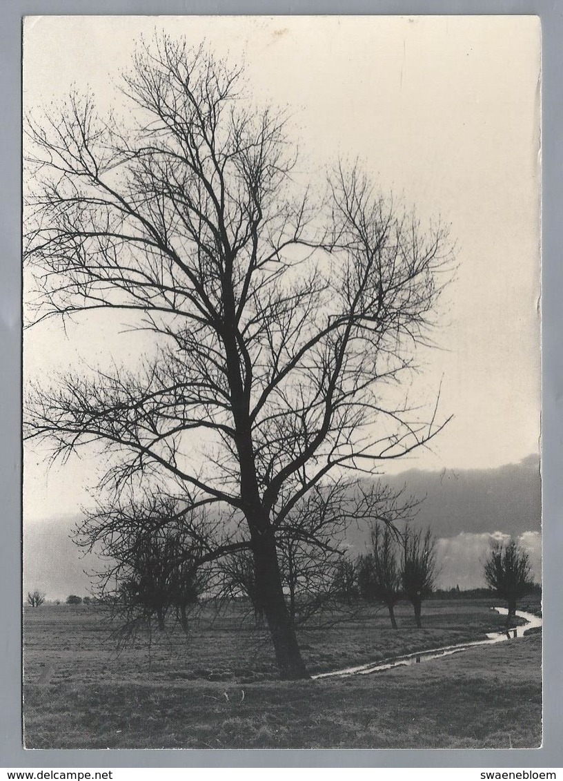 NL.- ALBLASSERWAARD. Een Enkele Hoge Boom Vangt Veel Landschap. Foto Leo Lanser Giessenburg. Natuur & Vogelwacht. - Bomen