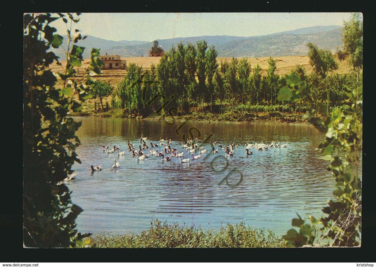 Ducks In The Lake Of Al Ghab Blane-Hama - Veldpost Utrecht Brigade Libanon [AA35 2.183 - Autres & Non Classés