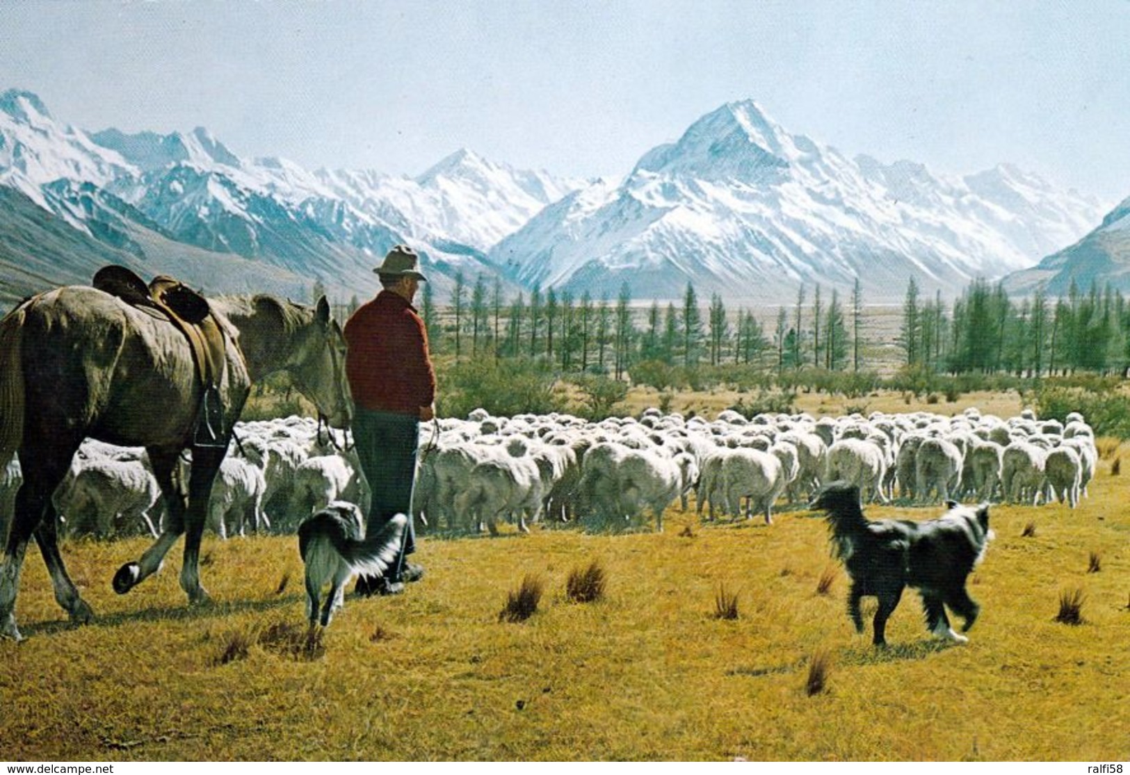 1 AK Neuseeland * Glentanner Station – Mustering Sheep – Mt. Cook In Background * - Neuseeland