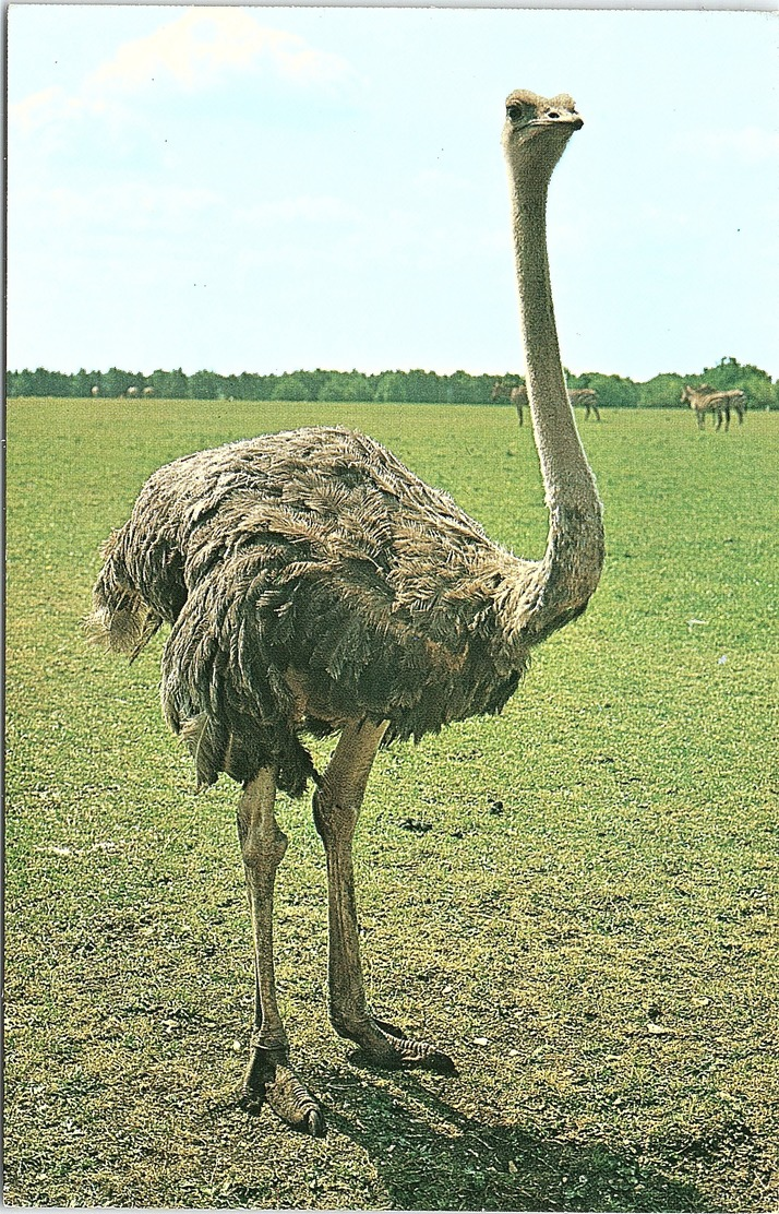 Animals - Birds, Ostrich, Whipsnade Zoo - Birds