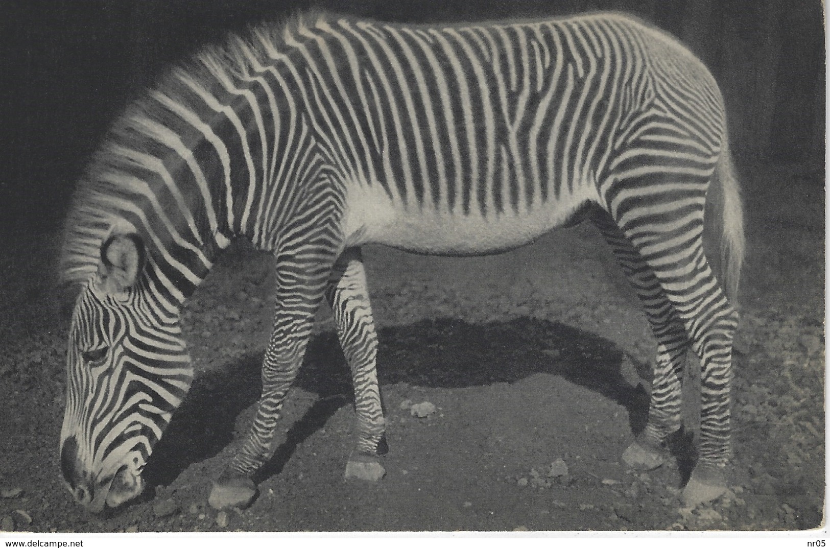 CPA ANIMAUX - UN ZEBRE DE GREVY - Zèbres