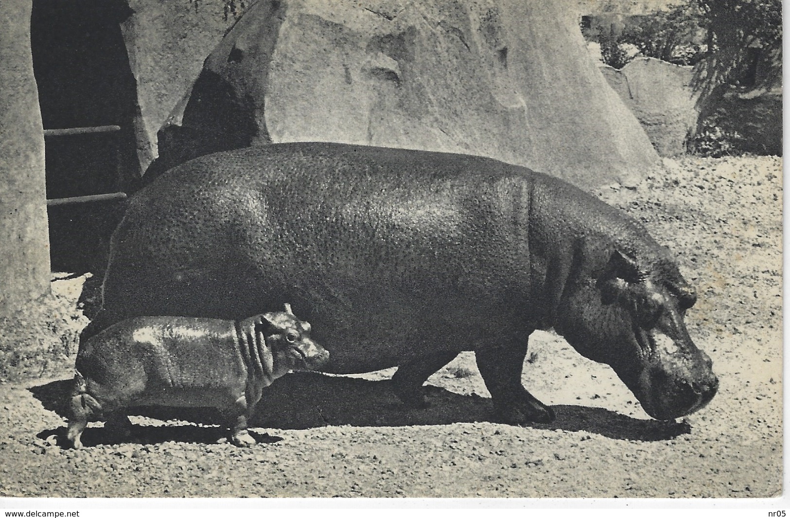 CPA ANIMAUX - HIPPOPOTAME Et SON PETIT ( Parc Zoologique Du Bois De Vincennes ) - Hippopotamuses