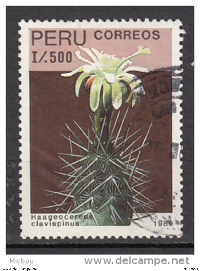 Pérou, Peru, Cactus, Fleur, Flower - Cactus