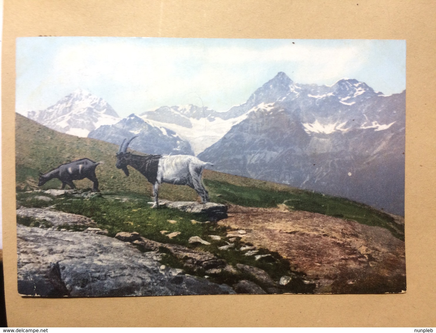 SWITZERLAND - Mountain Goats - 1911 - R.F.B. No.9113 - Other & Unclassified