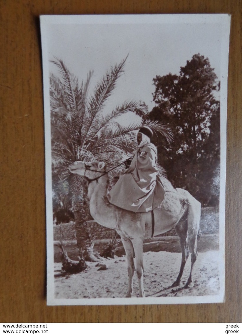 27 Oude Kaartjes Met KAMELEN - CAMELS (zie Foto's) - 5 - 99 Cartes