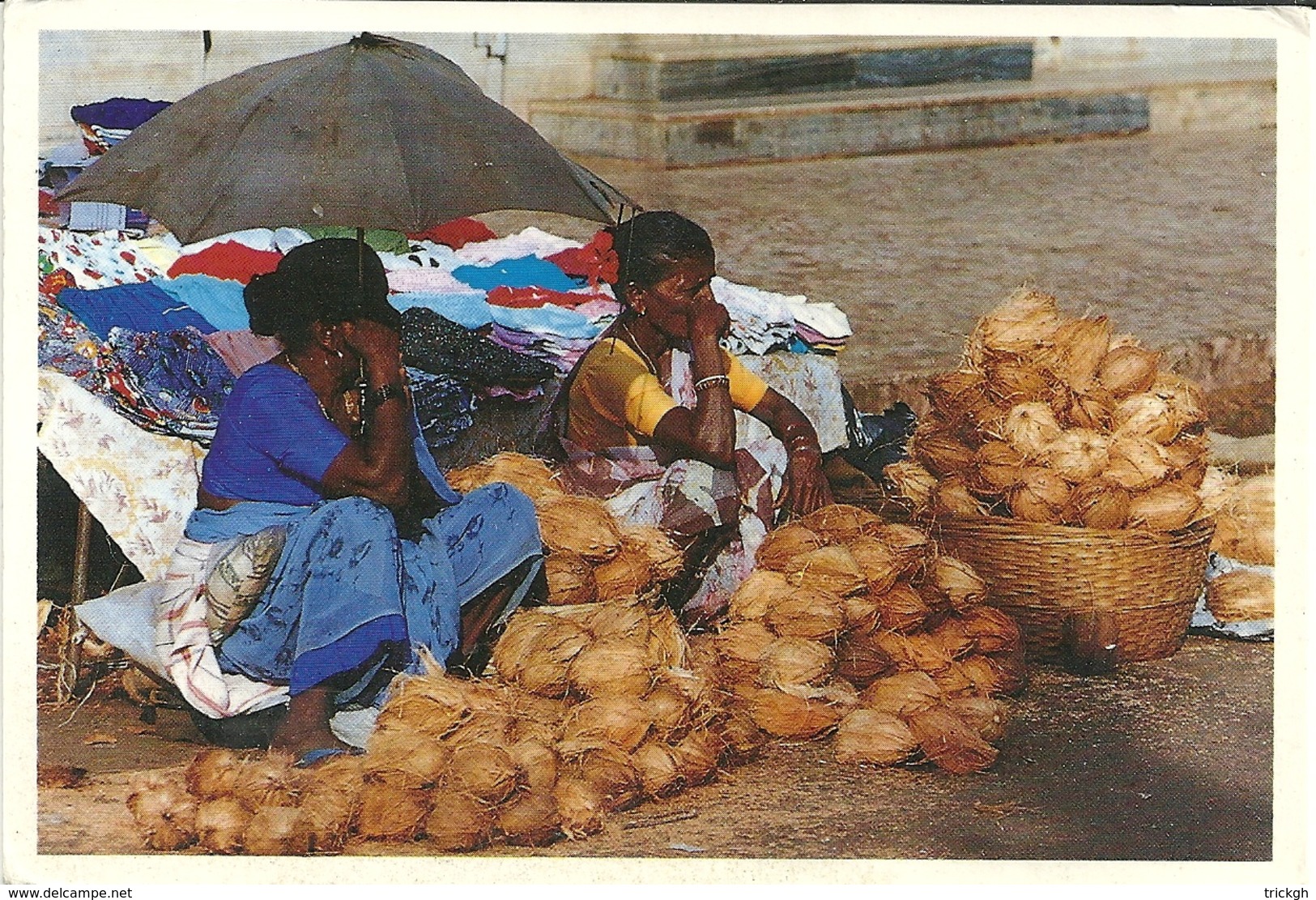 India Goa / Coconuts Noix De Coco Kokosnoot - Marchands