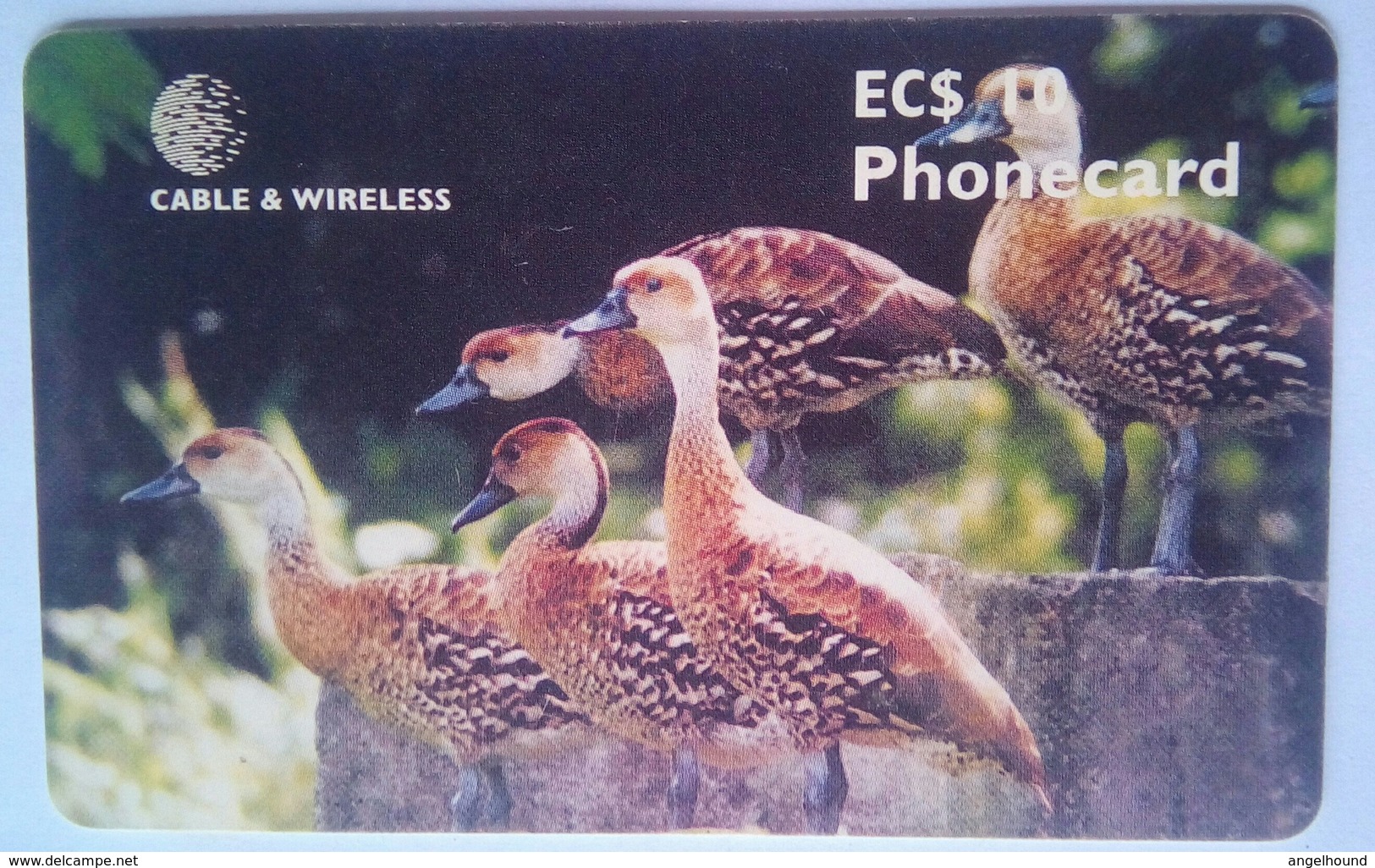 West Indian Tree Duck EC$10 - Antigua E Barbuda