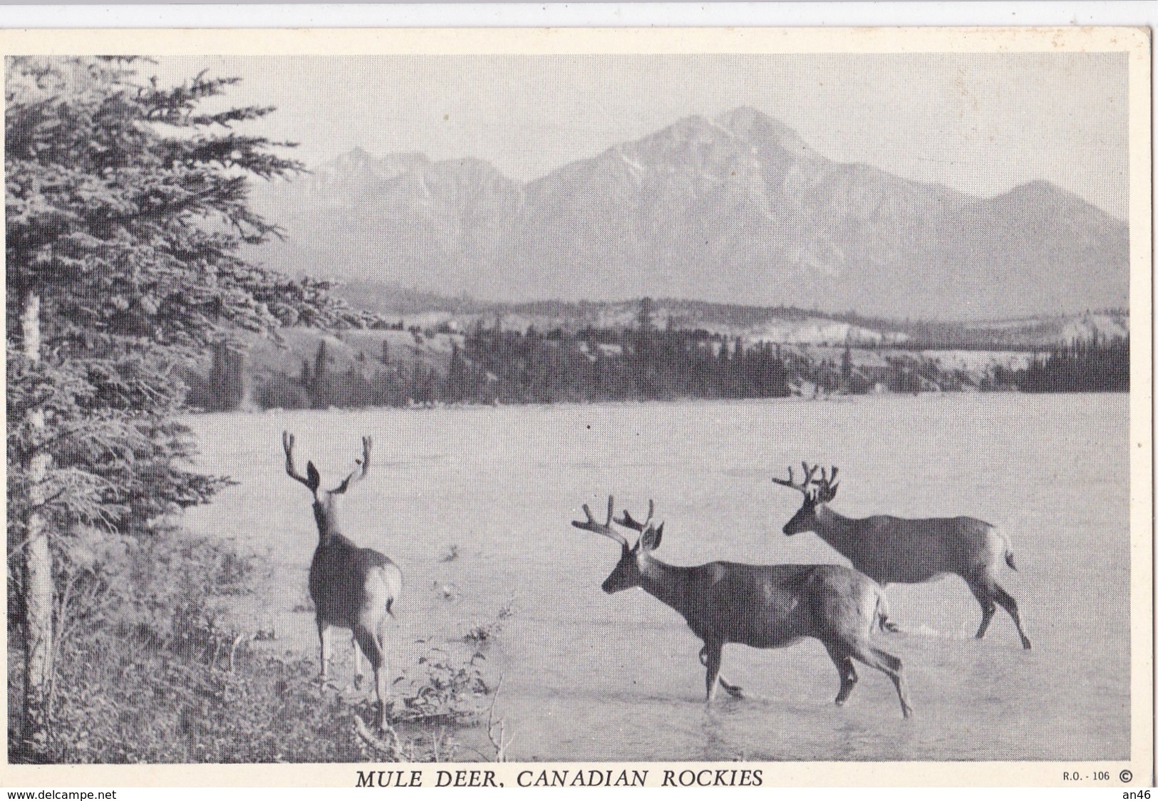 MULE DEER CANADIAN ROCKIES     AUTENTICA 100% - Altri & Non Classificati