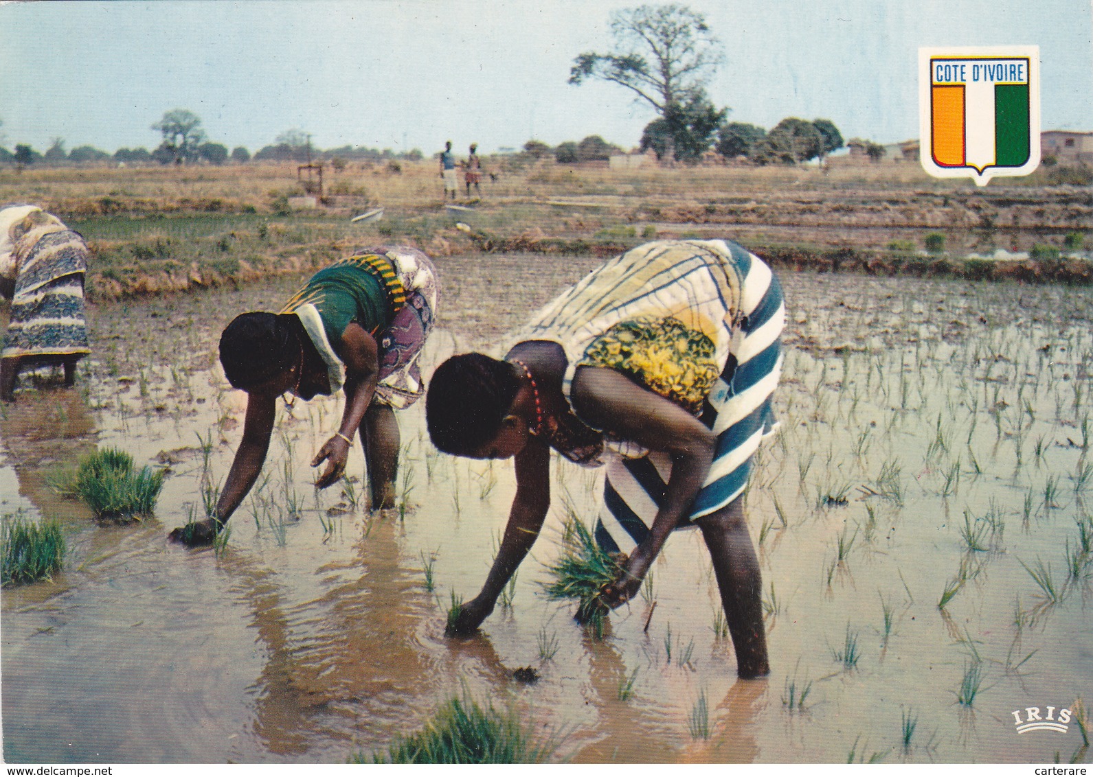 Afrique,ouest,francophone,cote D'ivoire,KHOROGO - Ivory Coast