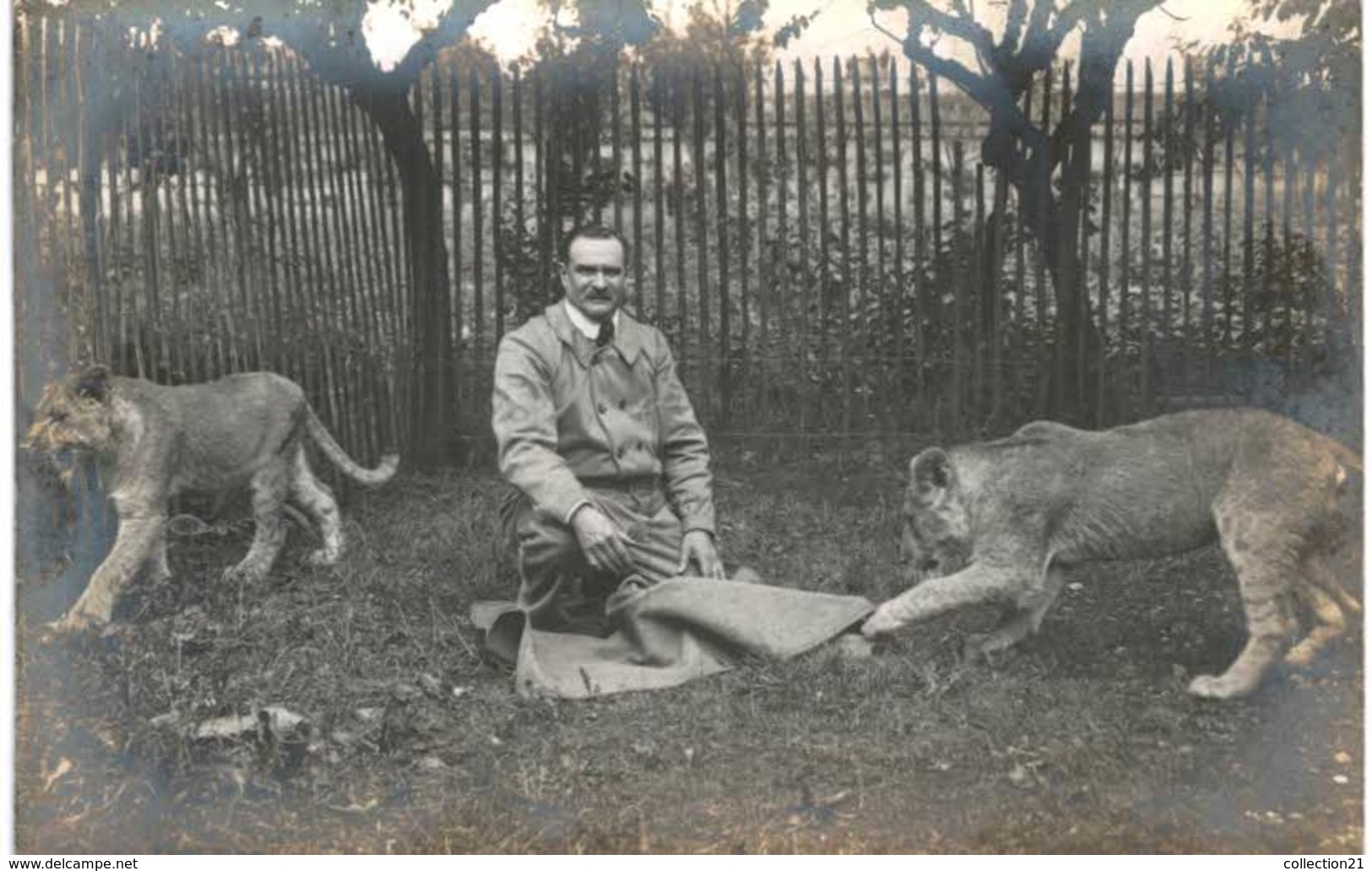 CARTE PHOTO ... LION LIONNE ET LEUR SOIGNEUR ... DRESSEUR - Tigres