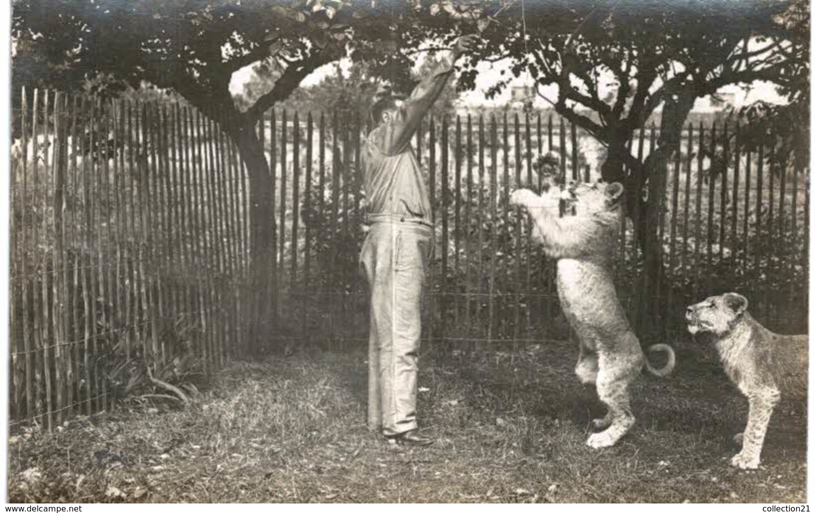 CARTE PHOTO ... LION LIONNE ET LEUR SOIGNEUR ... DRESSEUR ... ZOO OU CIRQUE - Tigres