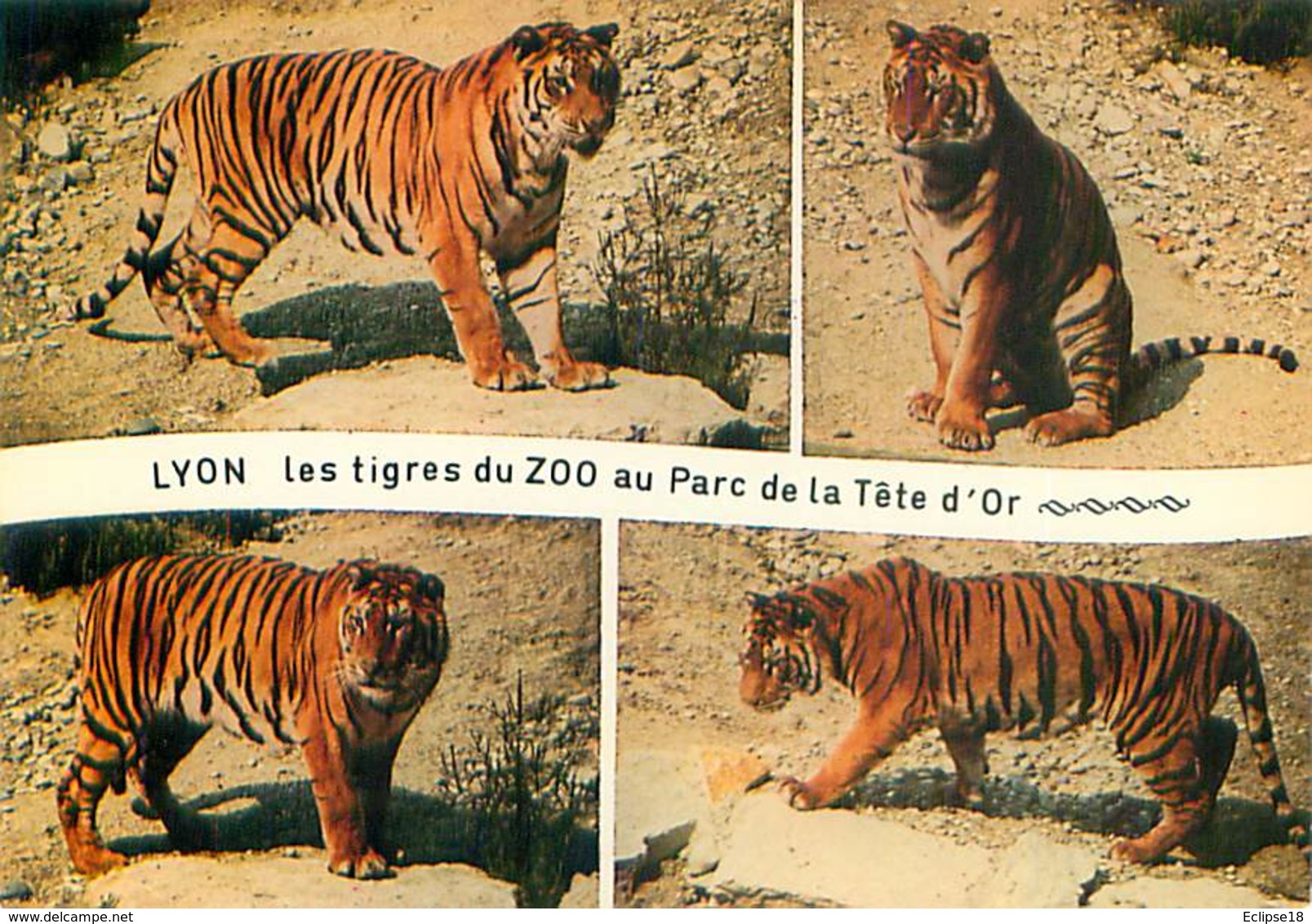 Lyon - Tarc De La Tete D' Or - Zoo Les Tigres    Y 622 - Tigres