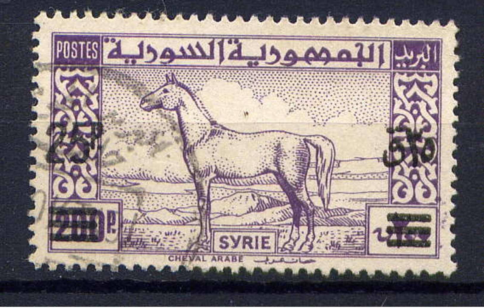 SYRIE - 31° - CHEVAL ARABE - Syrie