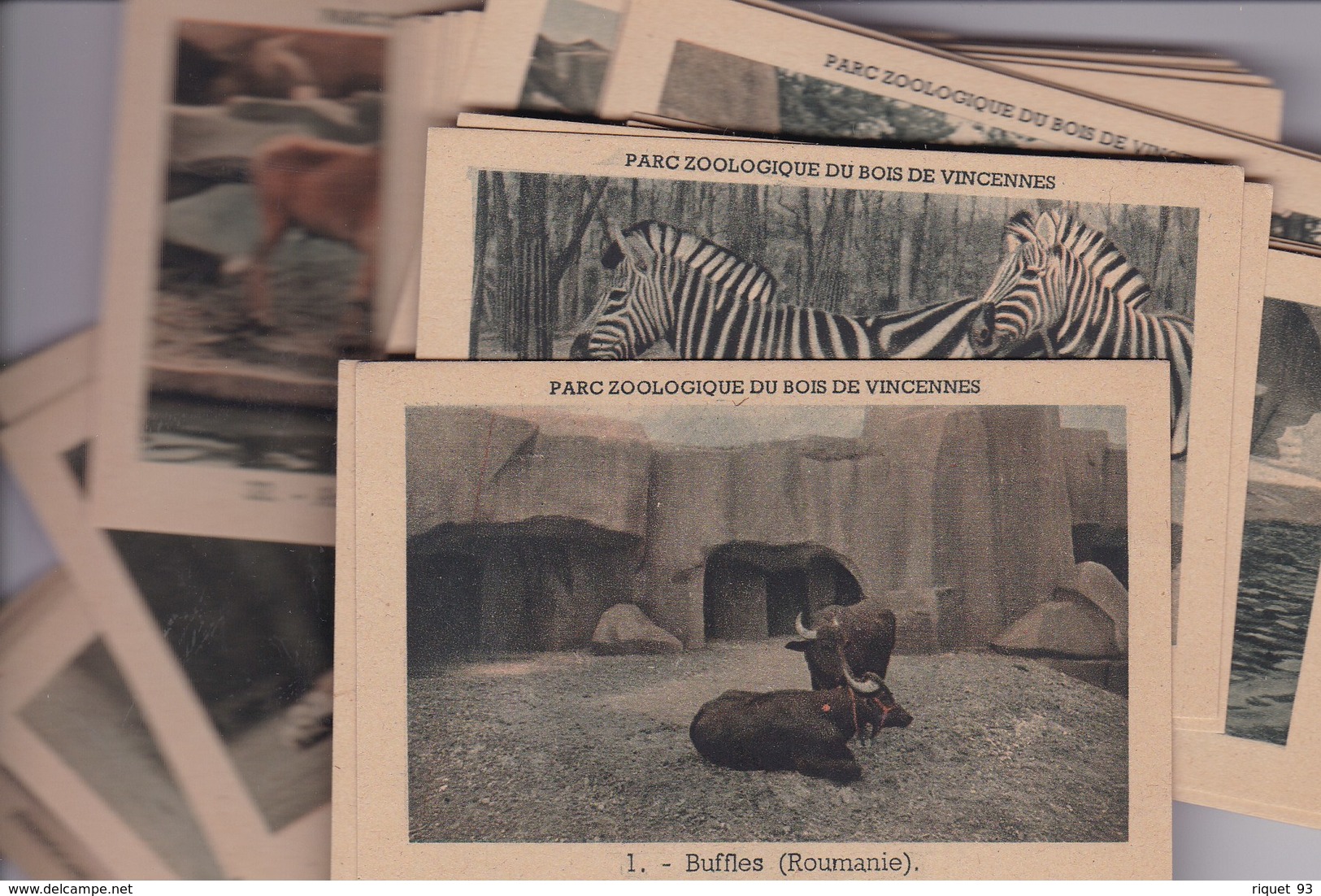 Pochette De 50 Vues D'animaux Du Parc Zoologique Du Bois De Vincennes - Autres & Non Classés