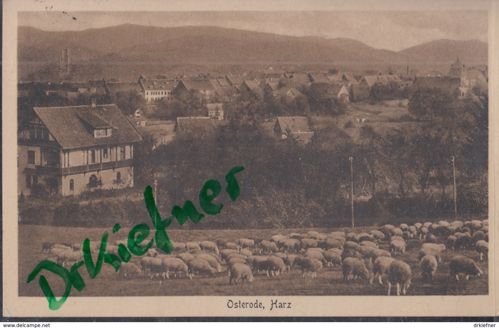 OSTERODE Am Harz, Mit Schafherde, Um 1924 - Osterode