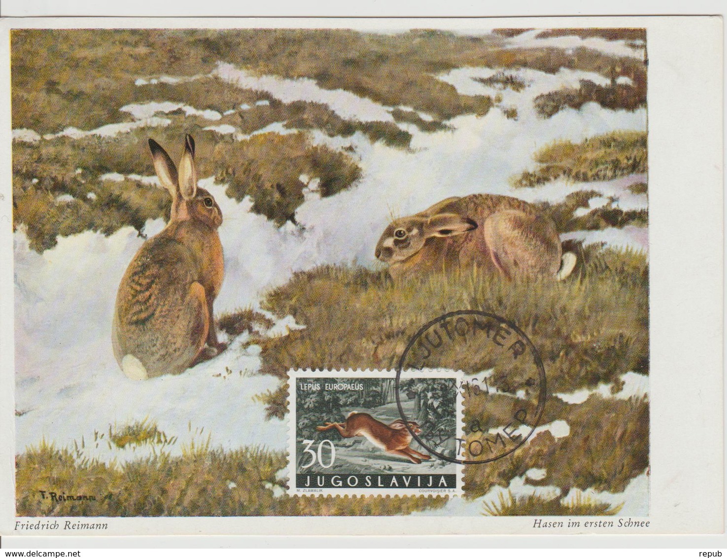 Yougoslavie Carte Maximum Animaux 1960 Lièvre 821 - Cartes-maximum