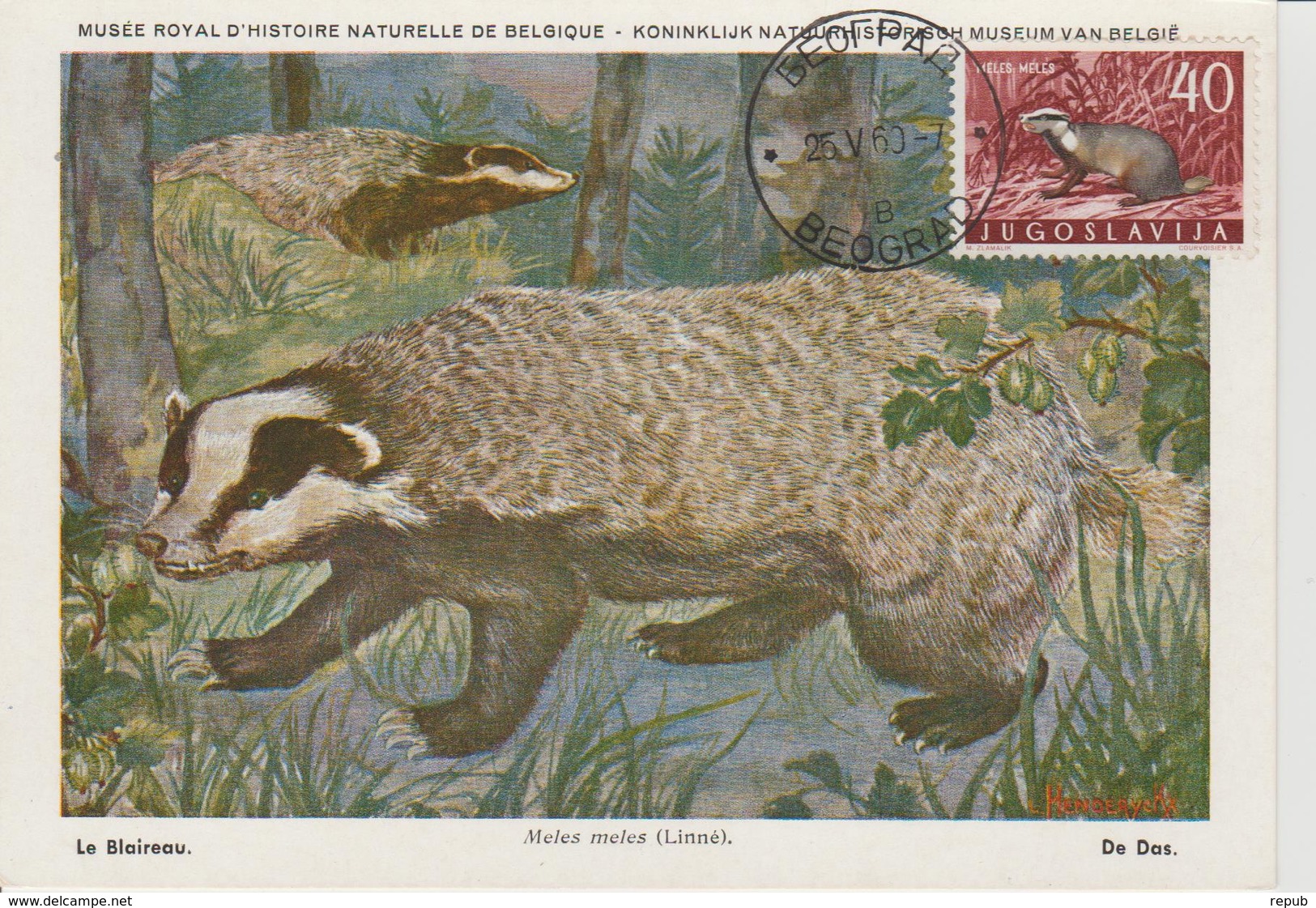 Yougoslavie Carte Maximum Animaux 1960 Blaireau 823 - Cartes-maximum