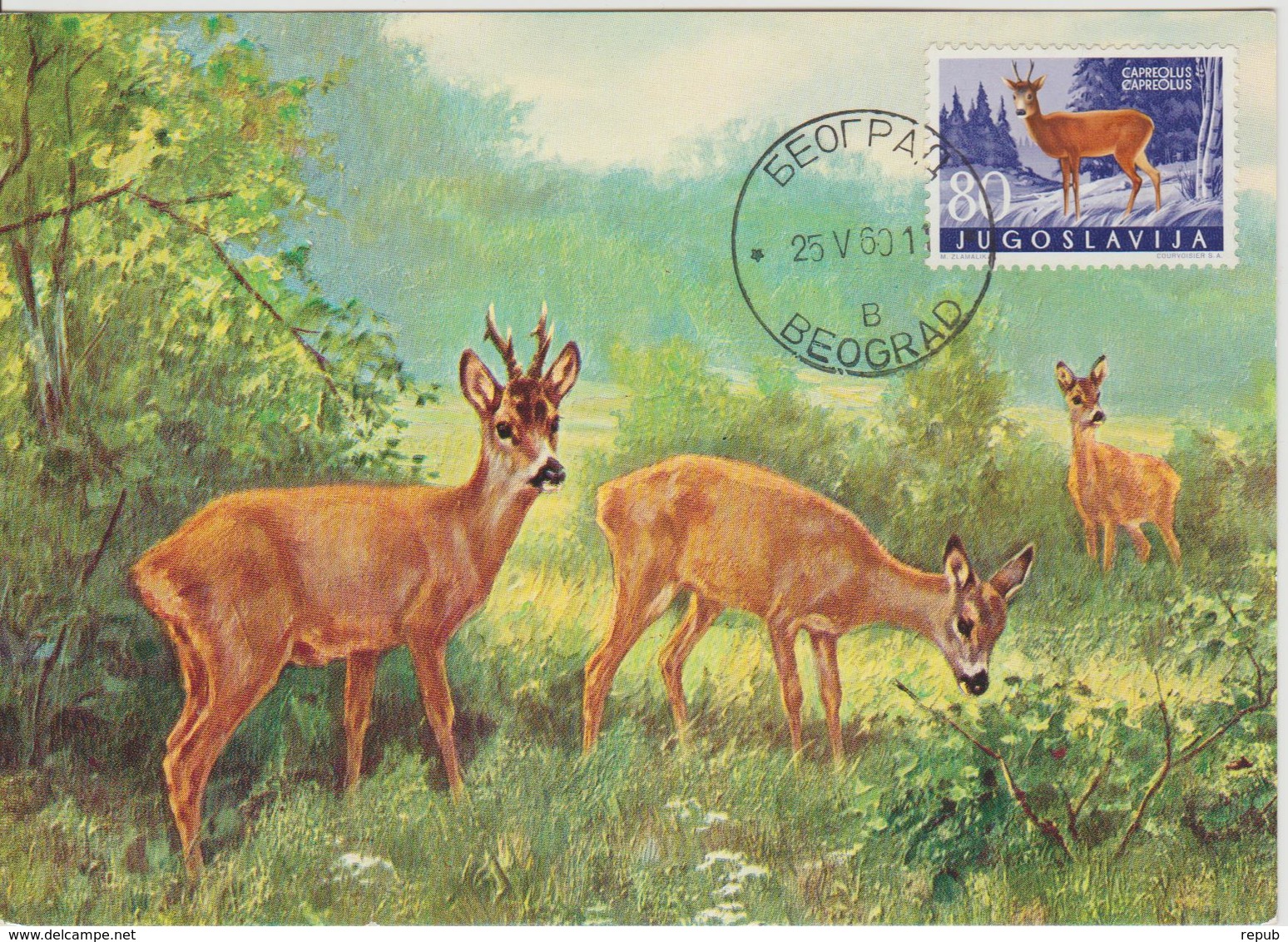 Yougoslavie Carte Maximum Animaux 1960 Chevreuil 825 - Cartes-maximum