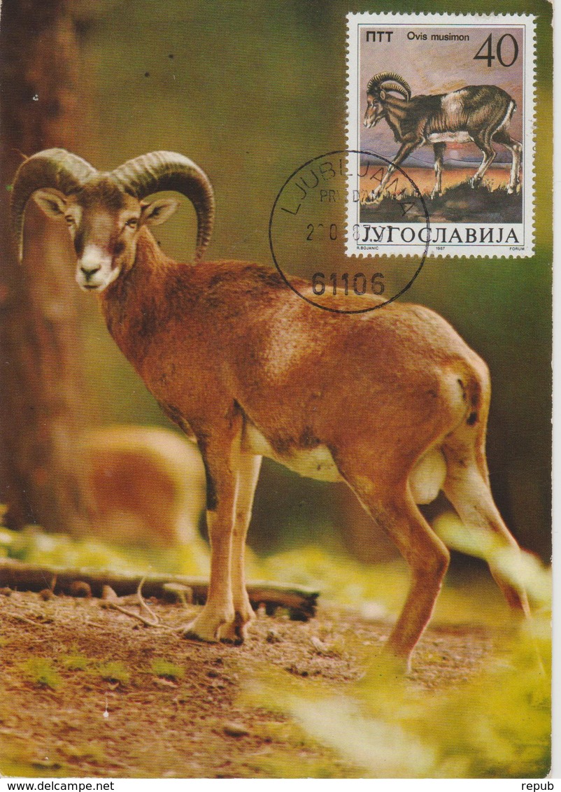 Yougoslavie Carte Maximum Animaux 1987 Mouflon 2086 - Cartes-maximum