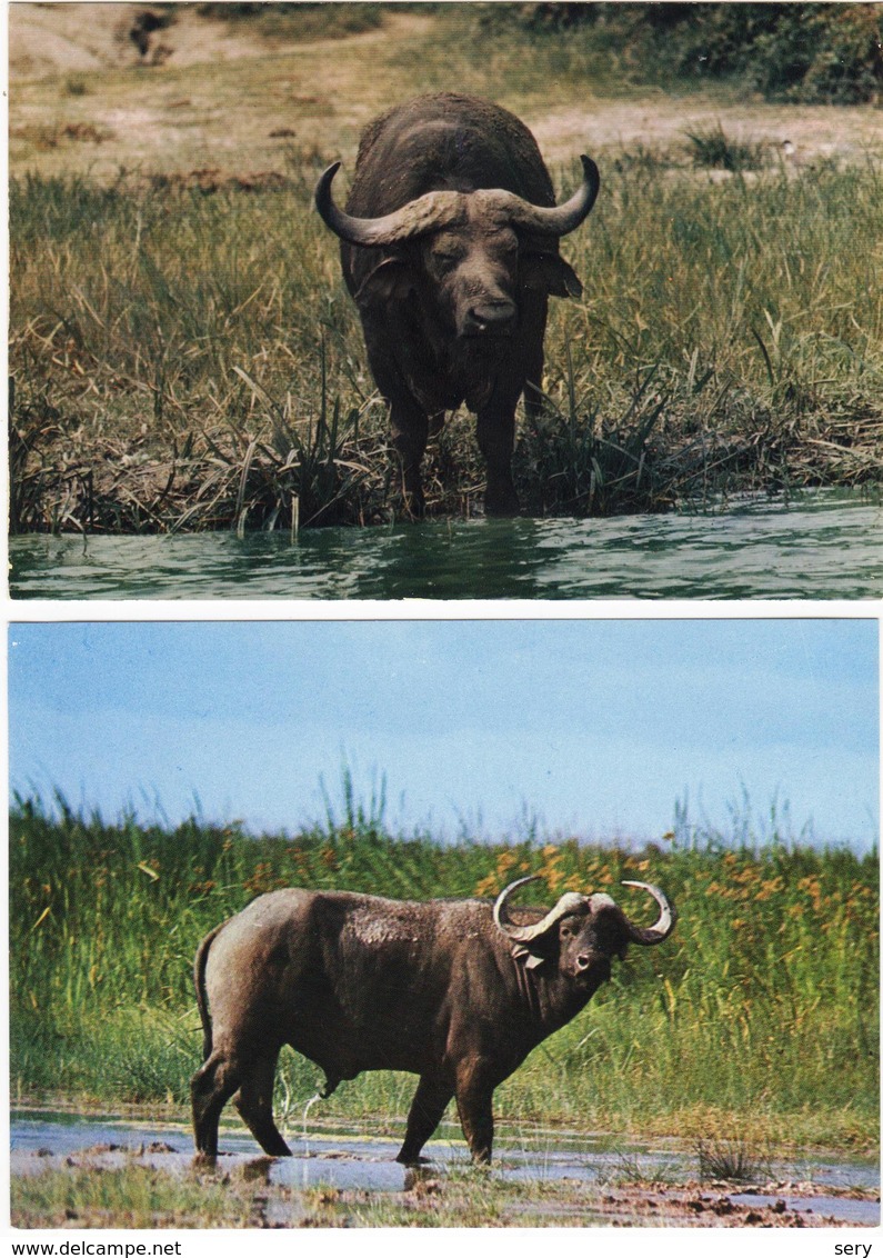 Set 2  Cards Buffalo Buffle - Bull