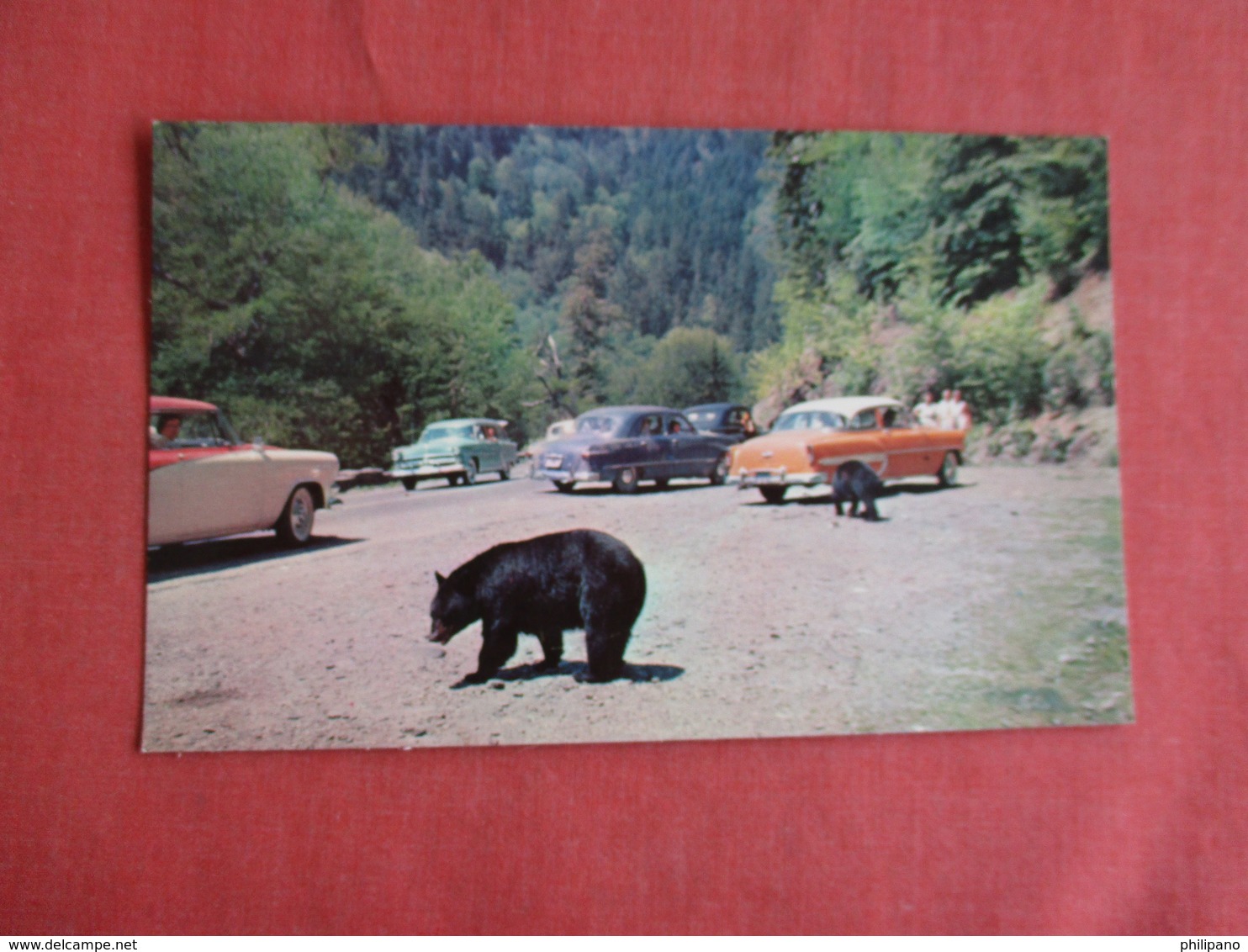 Black Bears By Classic Auto's  Great Smokey Mountain > Ref 3152 - Bears