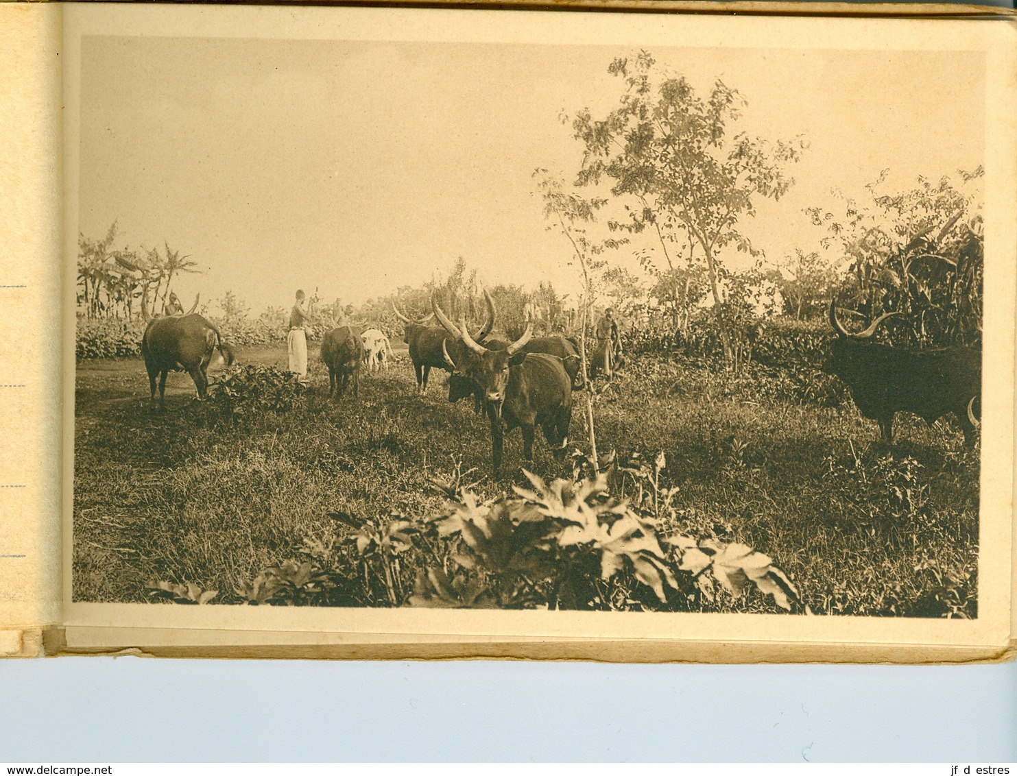 9 CP Ruanda Urundi "Bétail" Vaches sacrées... Ed. Jos Dardenne 1 carnet sér. 2 B. Vers 1930 Ethnographie Rwanda Burundi