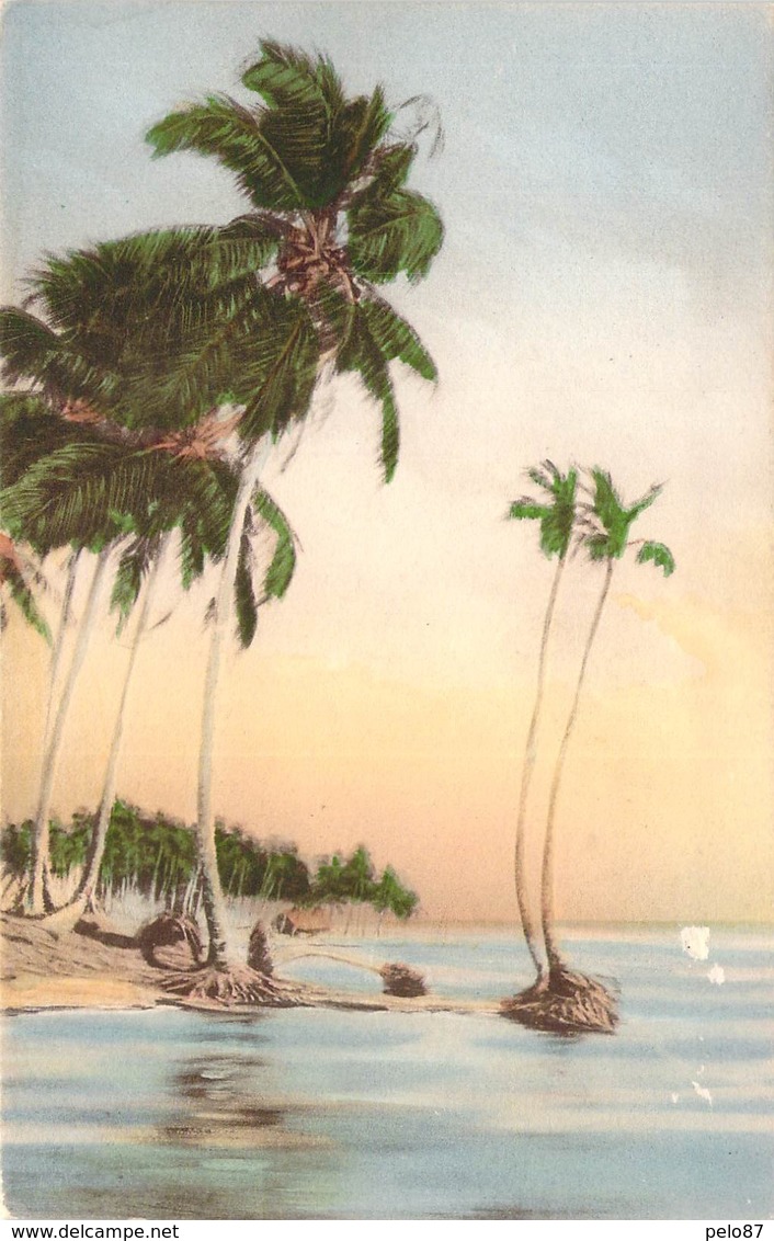 CPA  Panama Slim Palms Against A Tropic Sky  E118 - Panama