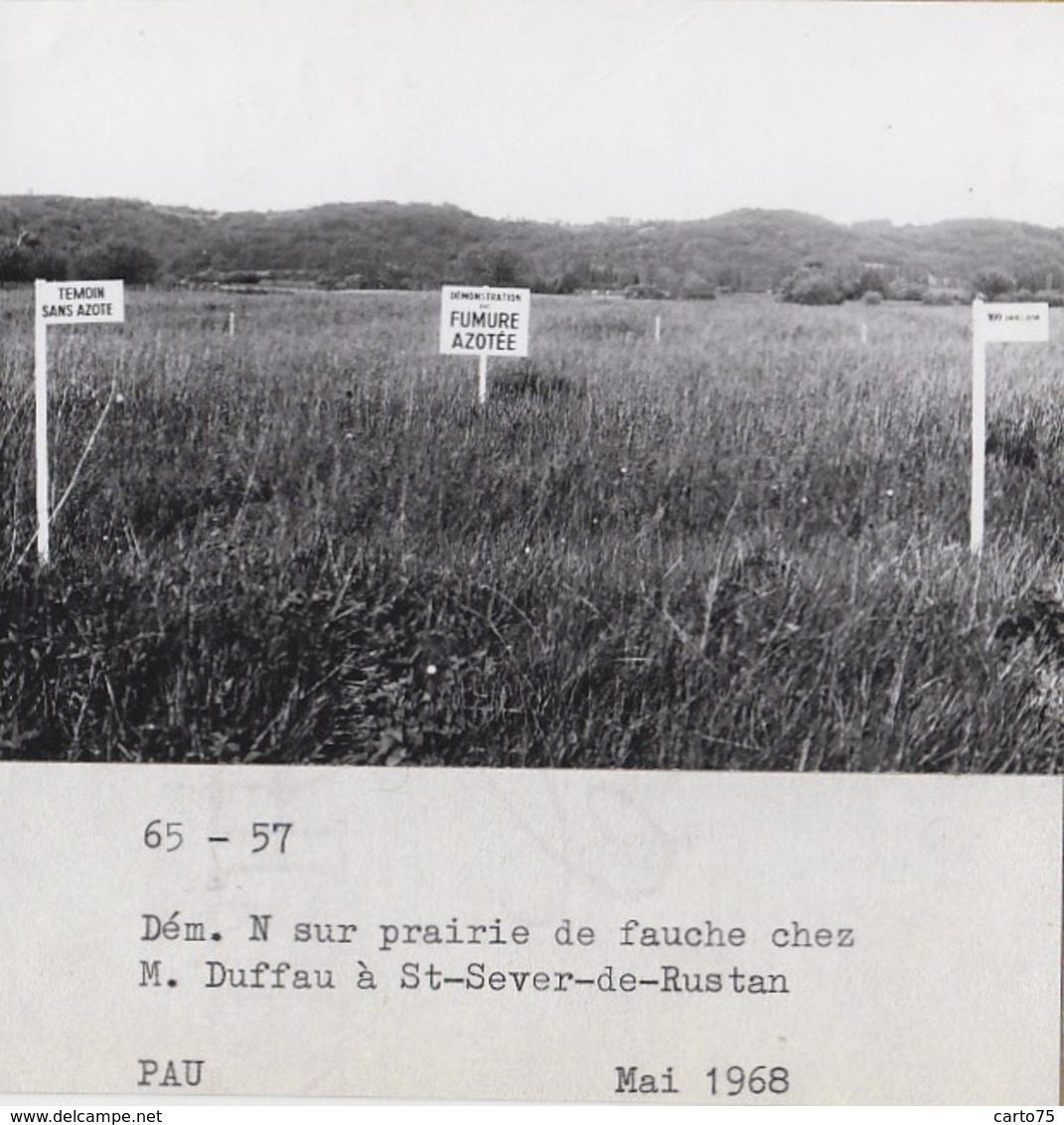 Saint-Sever-de-Rustan 65 - Agriculture Agronomie Prairie - Exploitation Mr Duffau - 1968 - Photographie - Autres & Non Classés