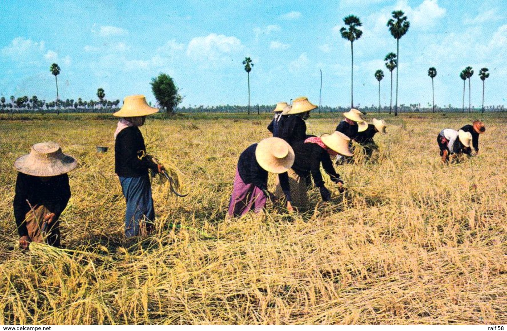 1 AK Thailand * Thai Farmers Harvest Rice On The Rice Fields * - Thaïland