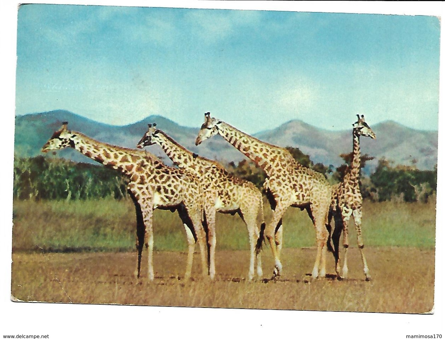 Afrique-BASUTOLAND-Une Vue Des Giraffes-PUB.Colection AMORA-TIMBRE-Obliteration-1956 - Non Classificati