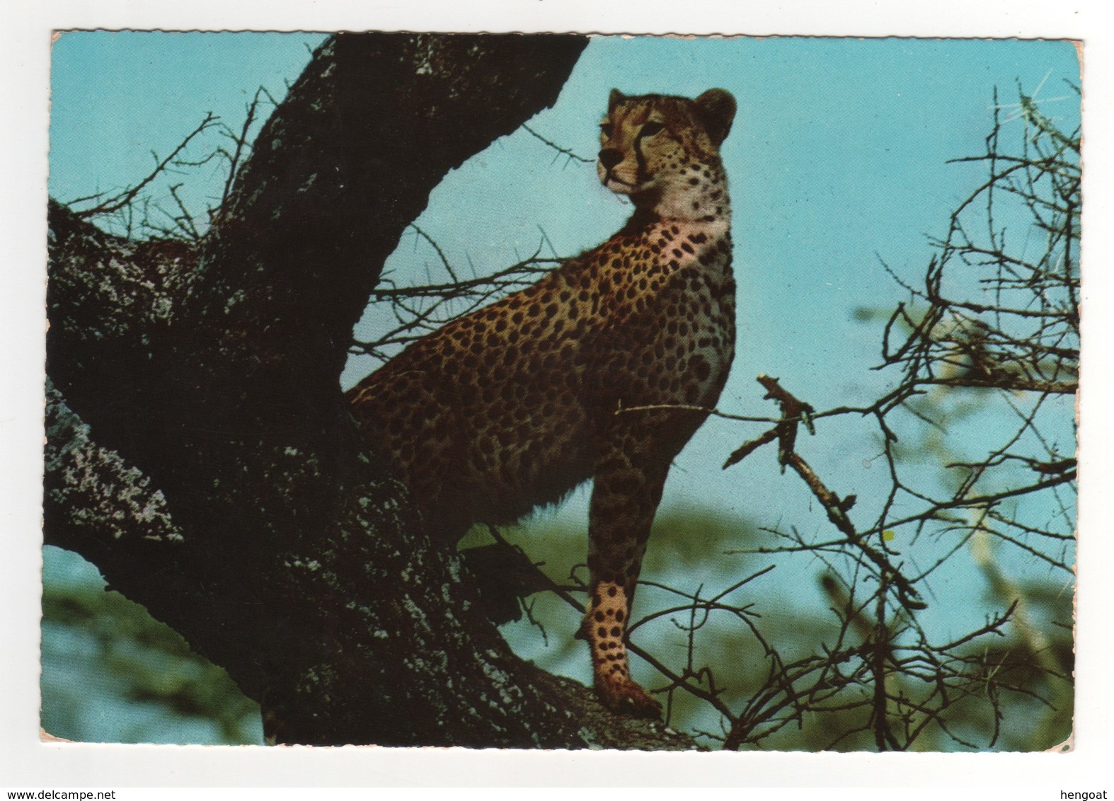 5 Timbres , Stamps " Coquillages " Sur Cp , Carte , Postcard  "guépard  " Du 25/09/1972 - Kenya (1963-...)