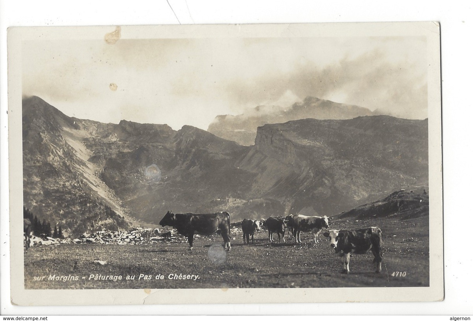 21431 -  Morgins Pâturage Au Pas De Chésery Vaches - Autres & Non Classés