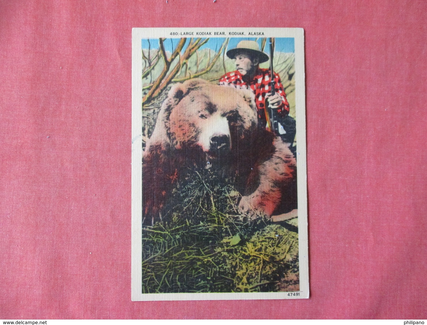 Large Kodiak Bear Kodiak Alaska Man With Shotgun   Ref 3155 - Bears