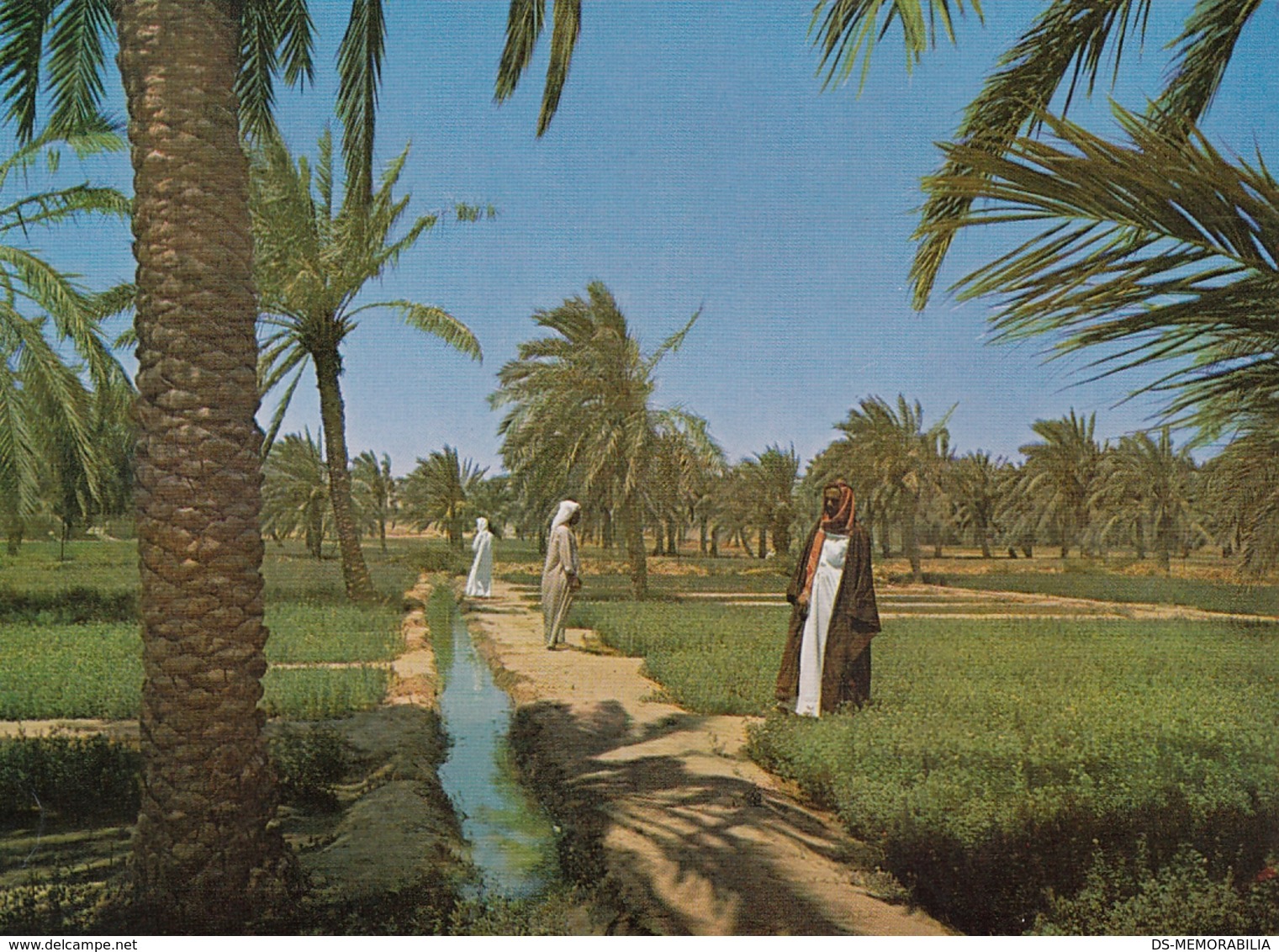 VINTAGE KUWAIT POSTCARD - GREEN FARM - Koweït